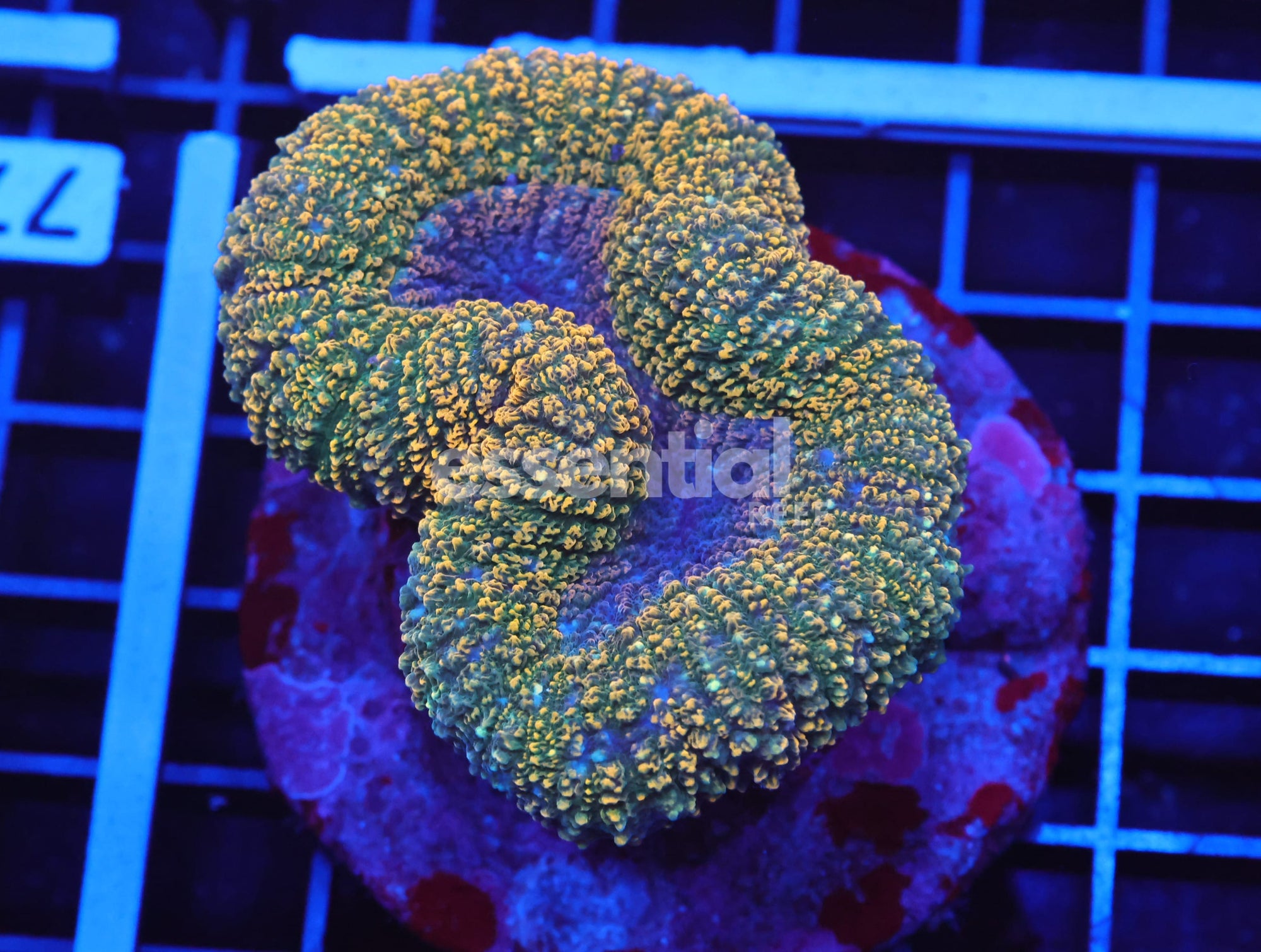 Watermarked - B76 -Indo Gold Carpet Lobo