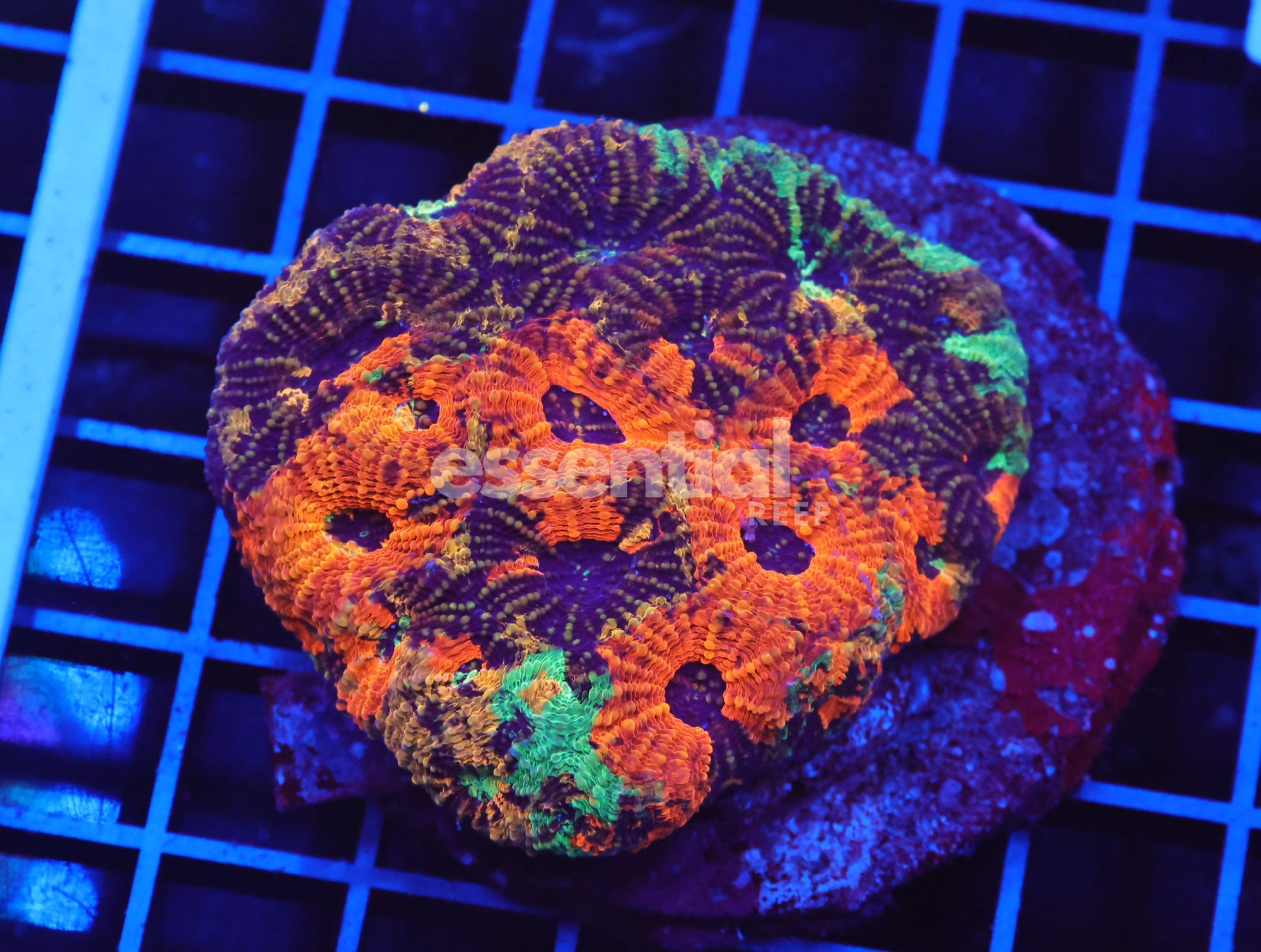 Watermarked - B78 -Indo Marbled Orange Acan Echinata