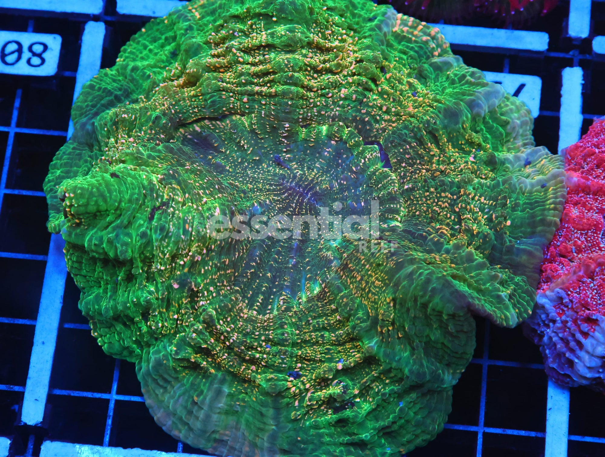 Watermarked - B79 -INDO EMERALD CITY ACANTHOPHYLLIA