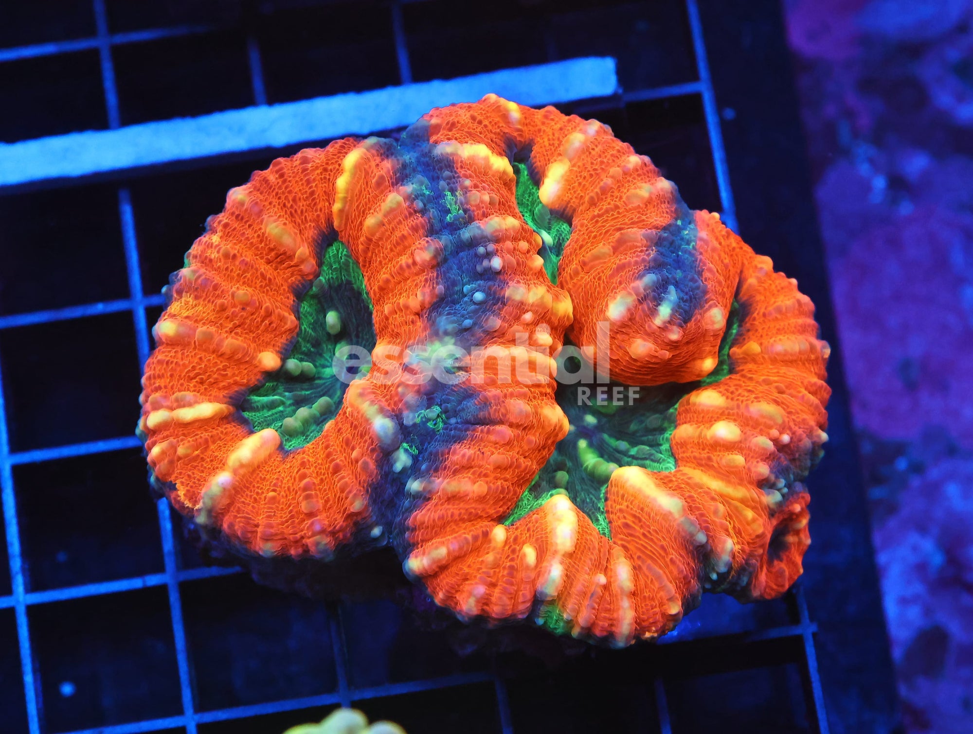 Watermarked - B81 -AUSSIE GOLD RUSH LOBO