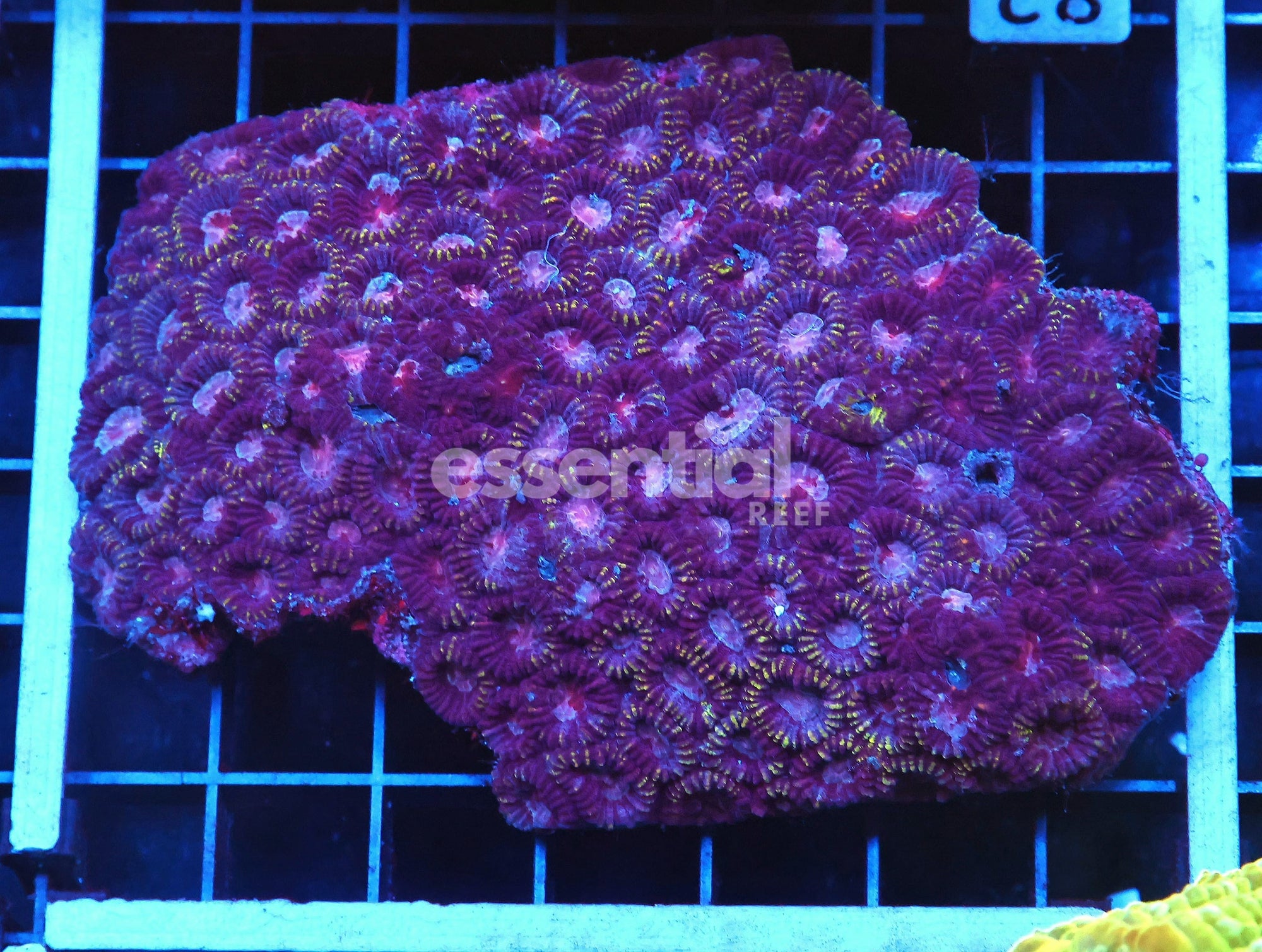 Watermarked - B82 -INDO PURPLE PINK FAVIA LG