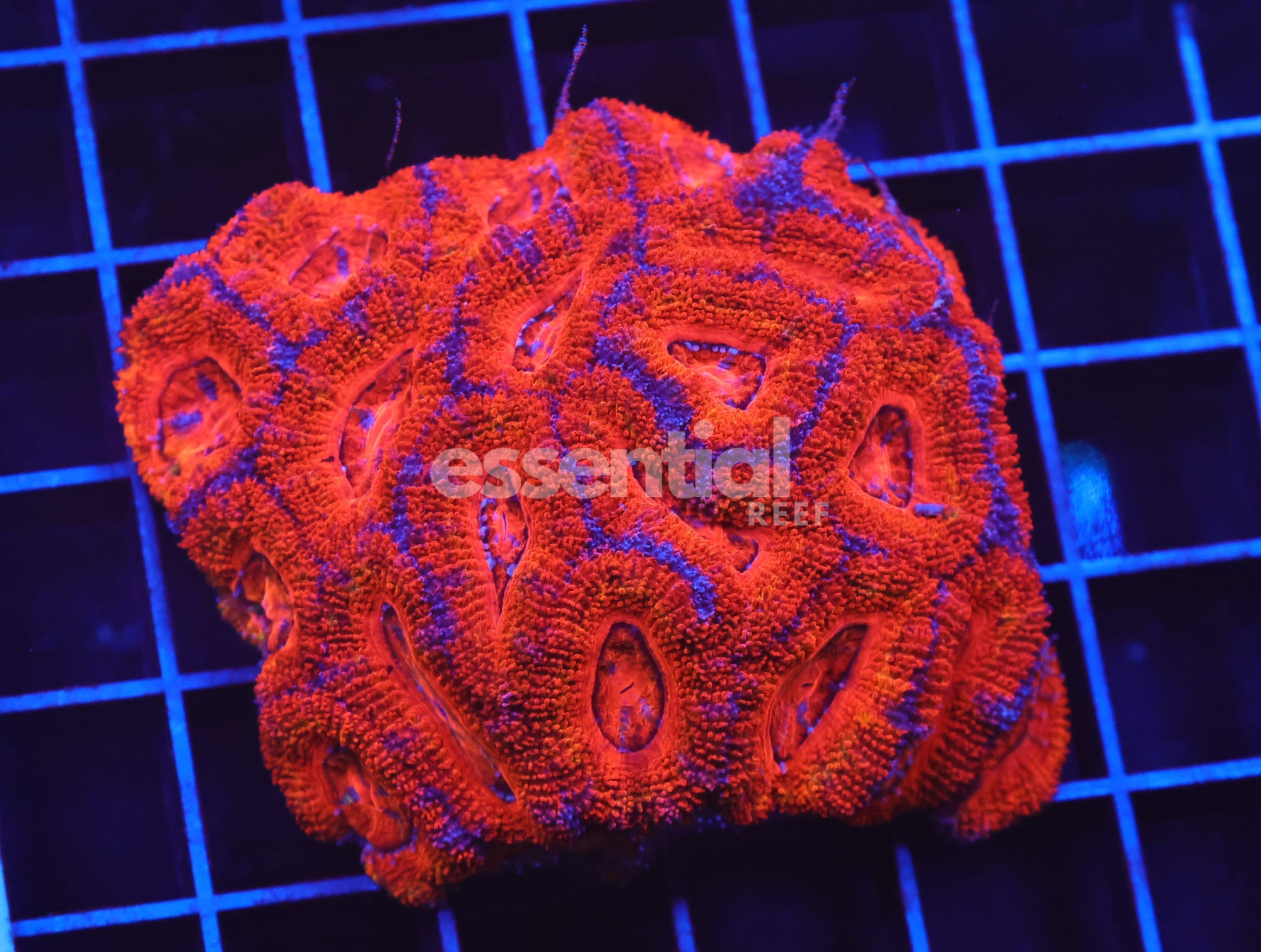 Watermarked - B83 -Indo Red Hot Acan Lord