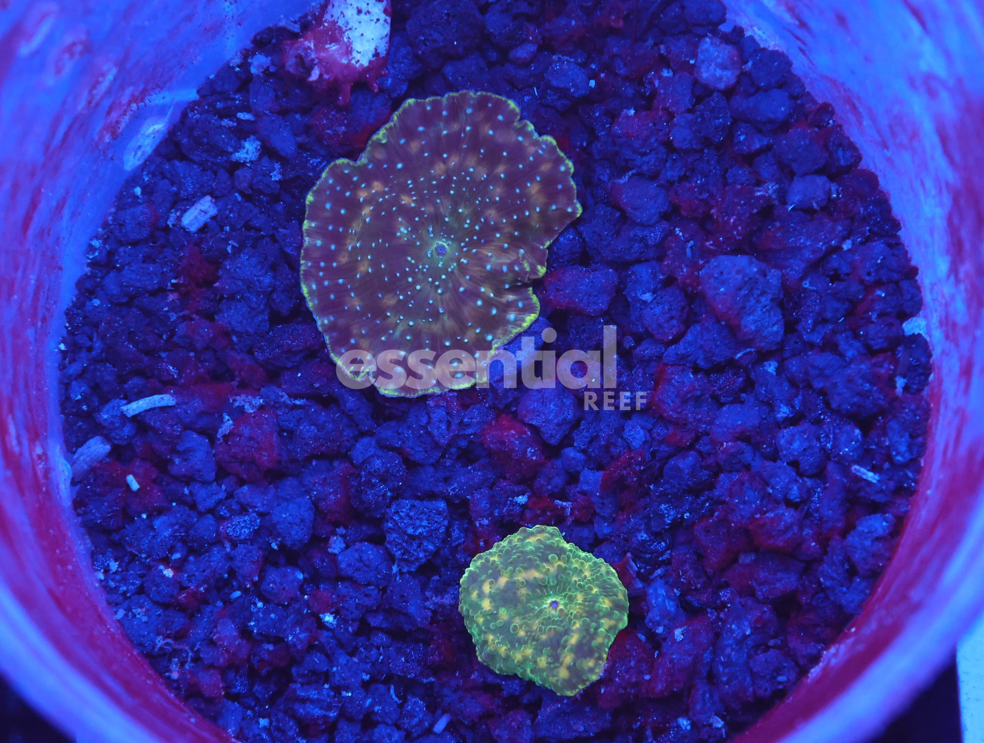 Watermarked - B85 -2PK Gold Dust Disco Mushroom