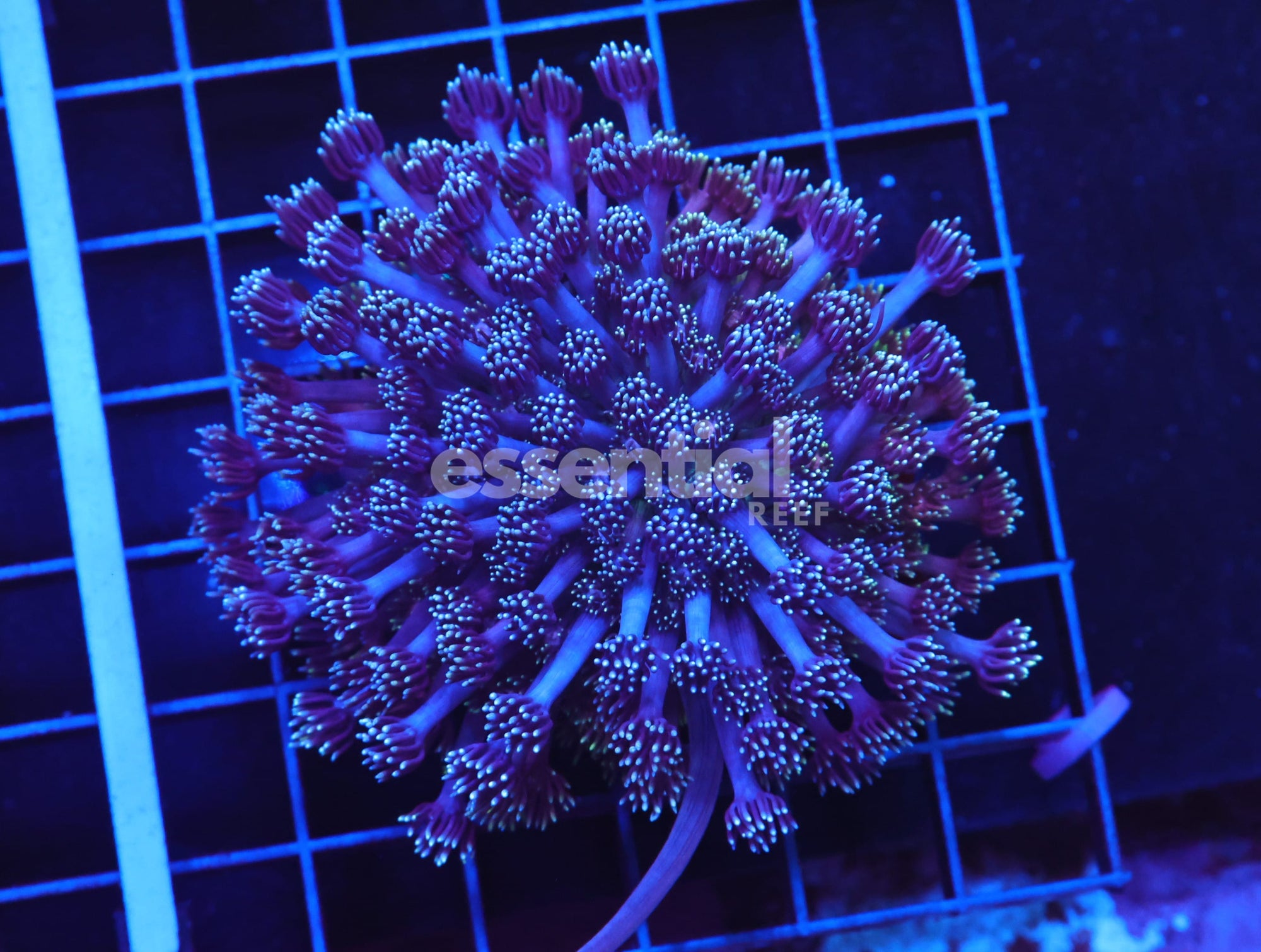 Watermarked - B86 -Indo Dark Side Goniopora