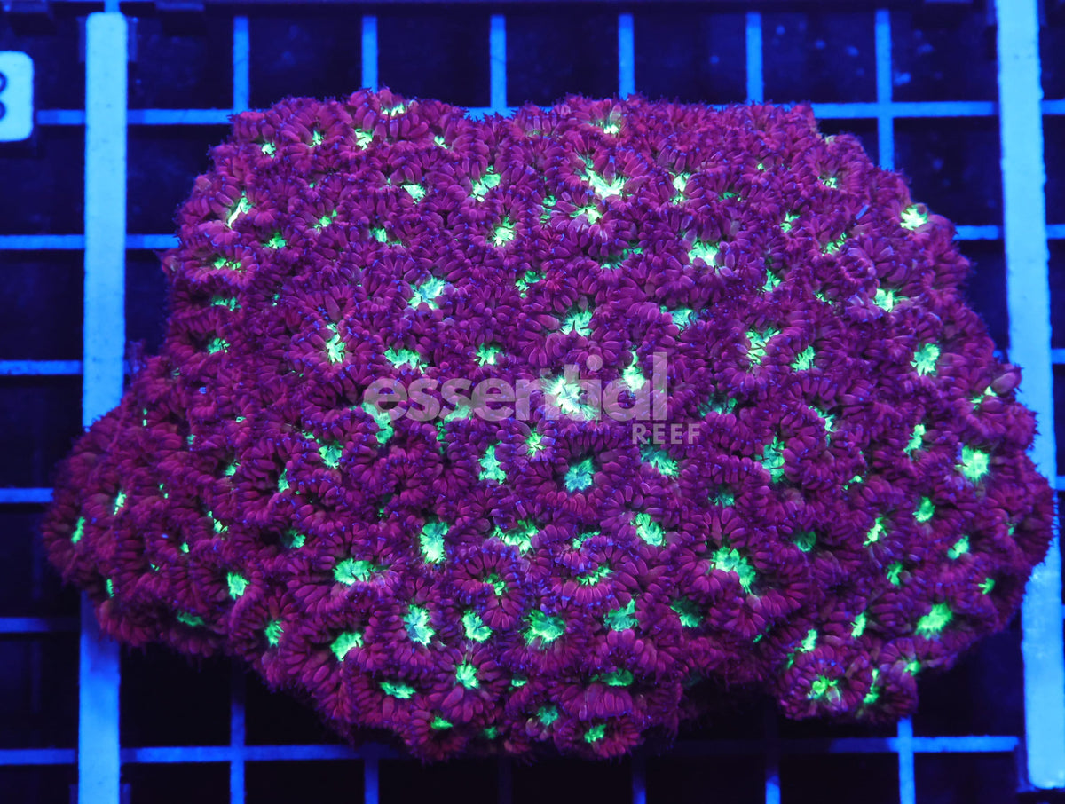 Watermarked - B87 -Indo Blasto Merletti