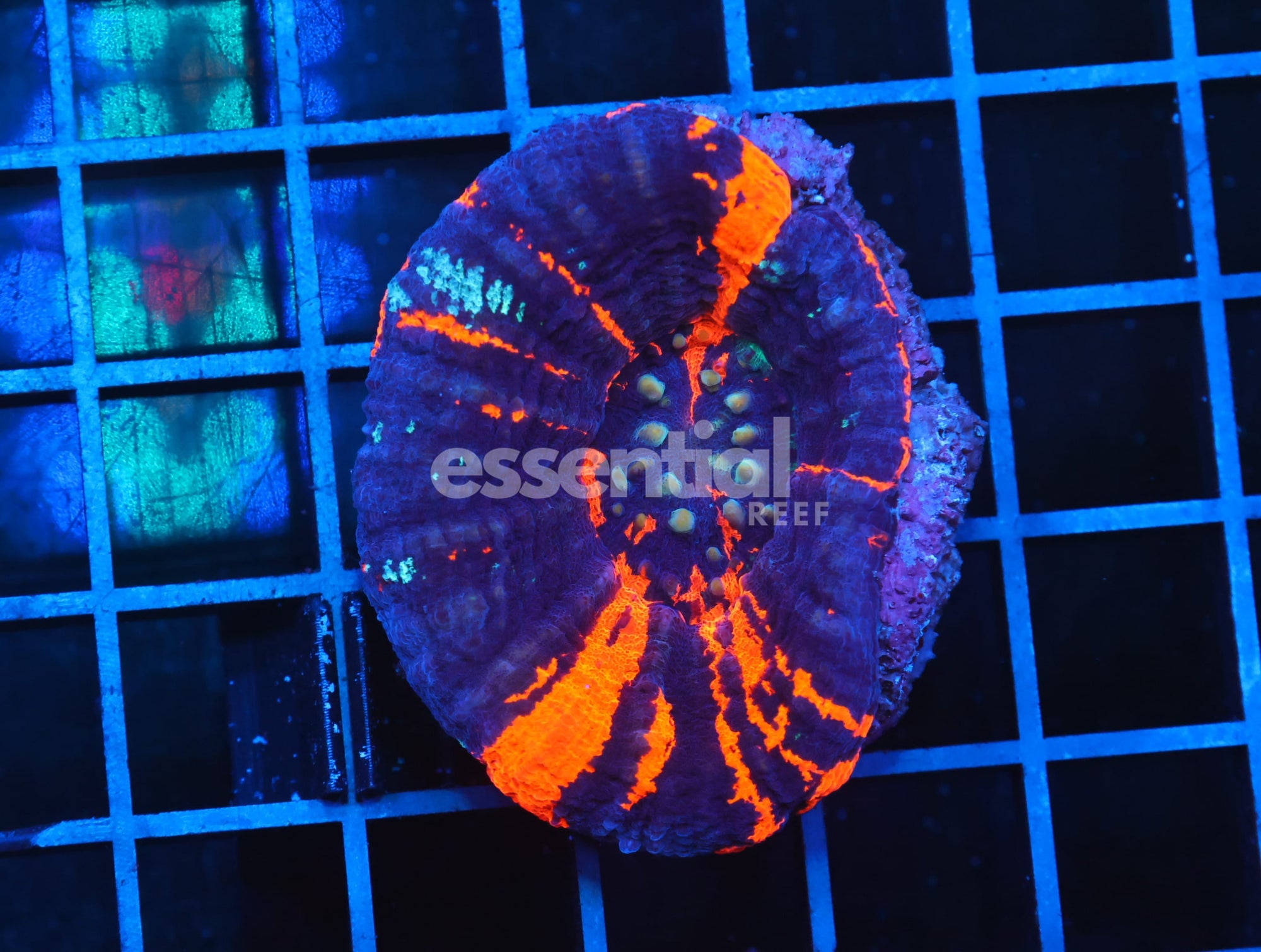 Watermarked - B90 -Aussie War Paint Scolymia Australis
