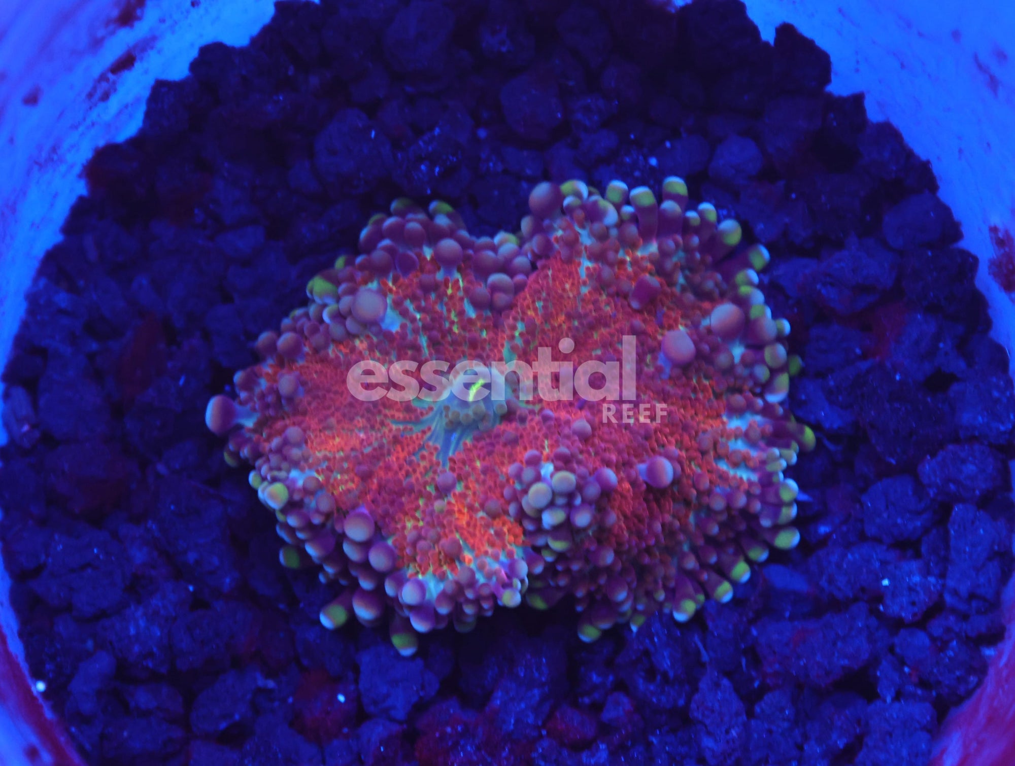 Watermarked - B92 -Heartbreaker Ricordea Mushroom