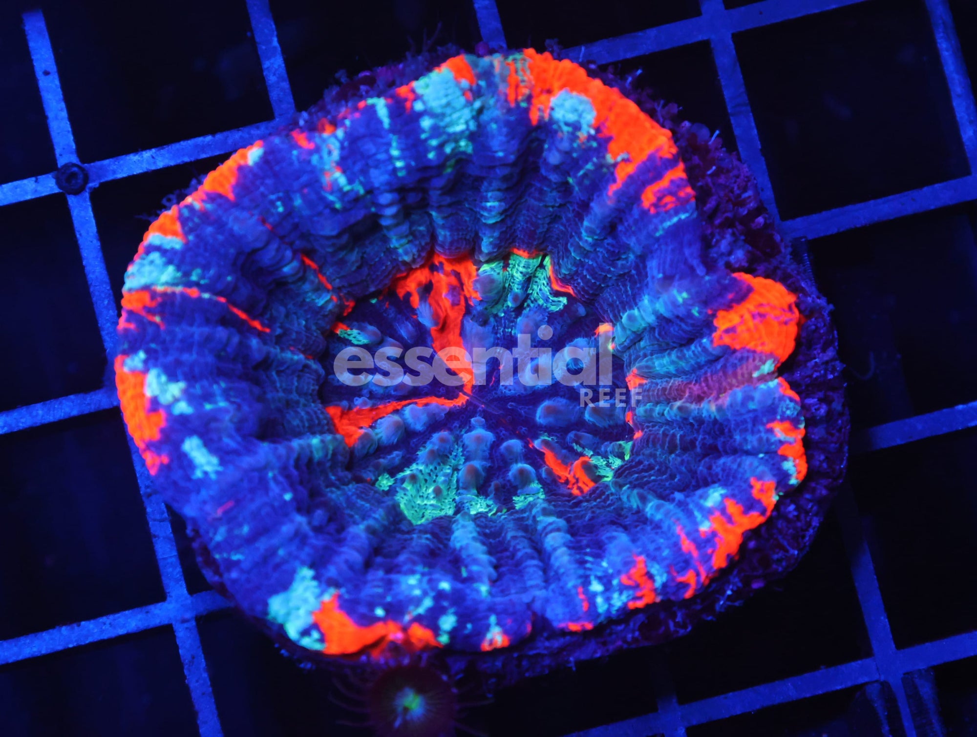 Watermarked - B95 -Aussie War Paint Scolymia Australis