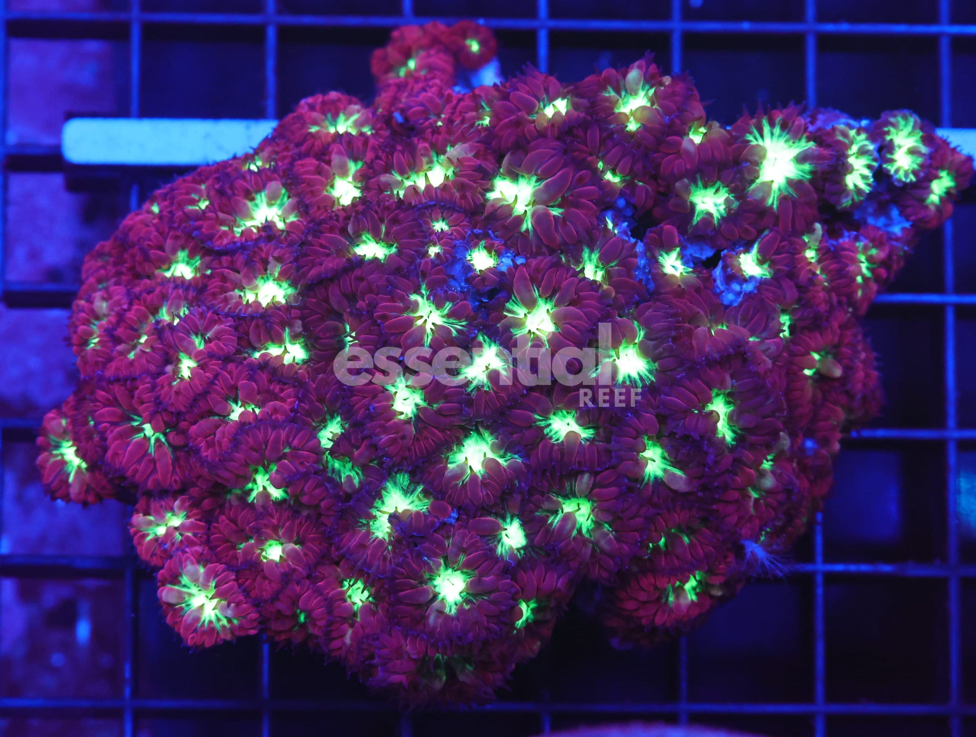 Watermarked - B96 -Ultra Blasto Merletti