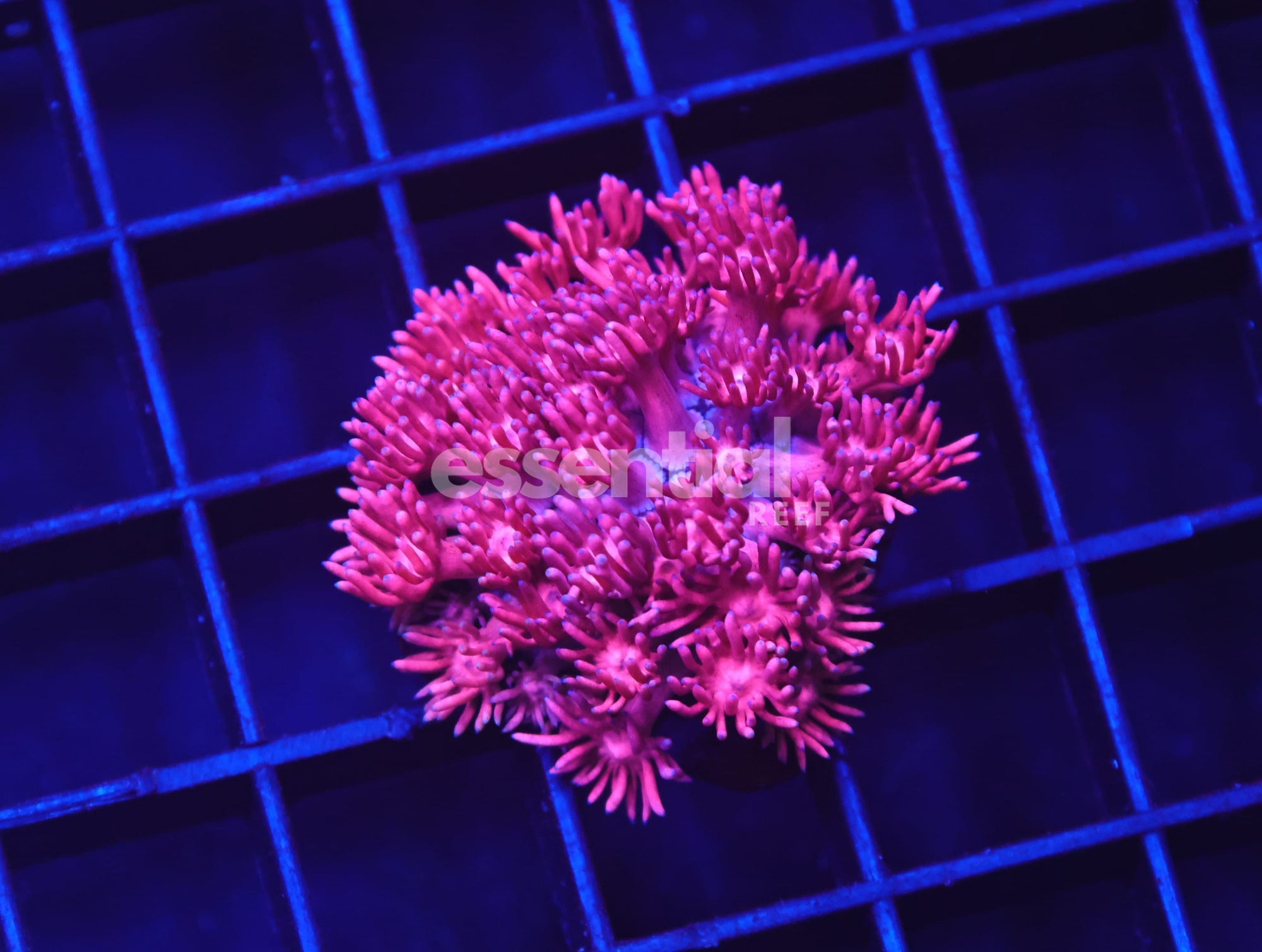 Watermarked - B98 -Indo Pink Barbie Goniopora