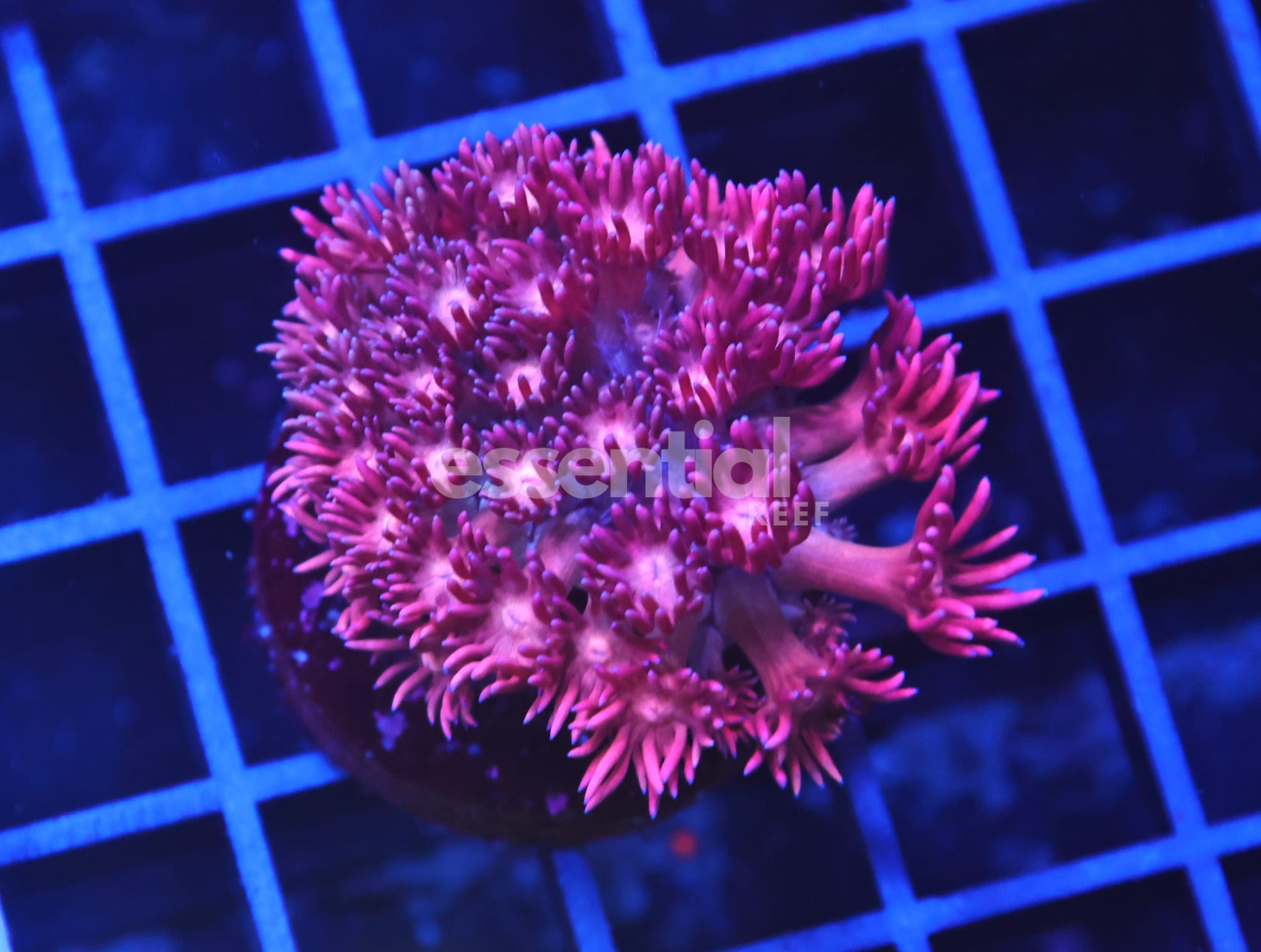 Watermarked - B99 -Indo Barbie Goniopora