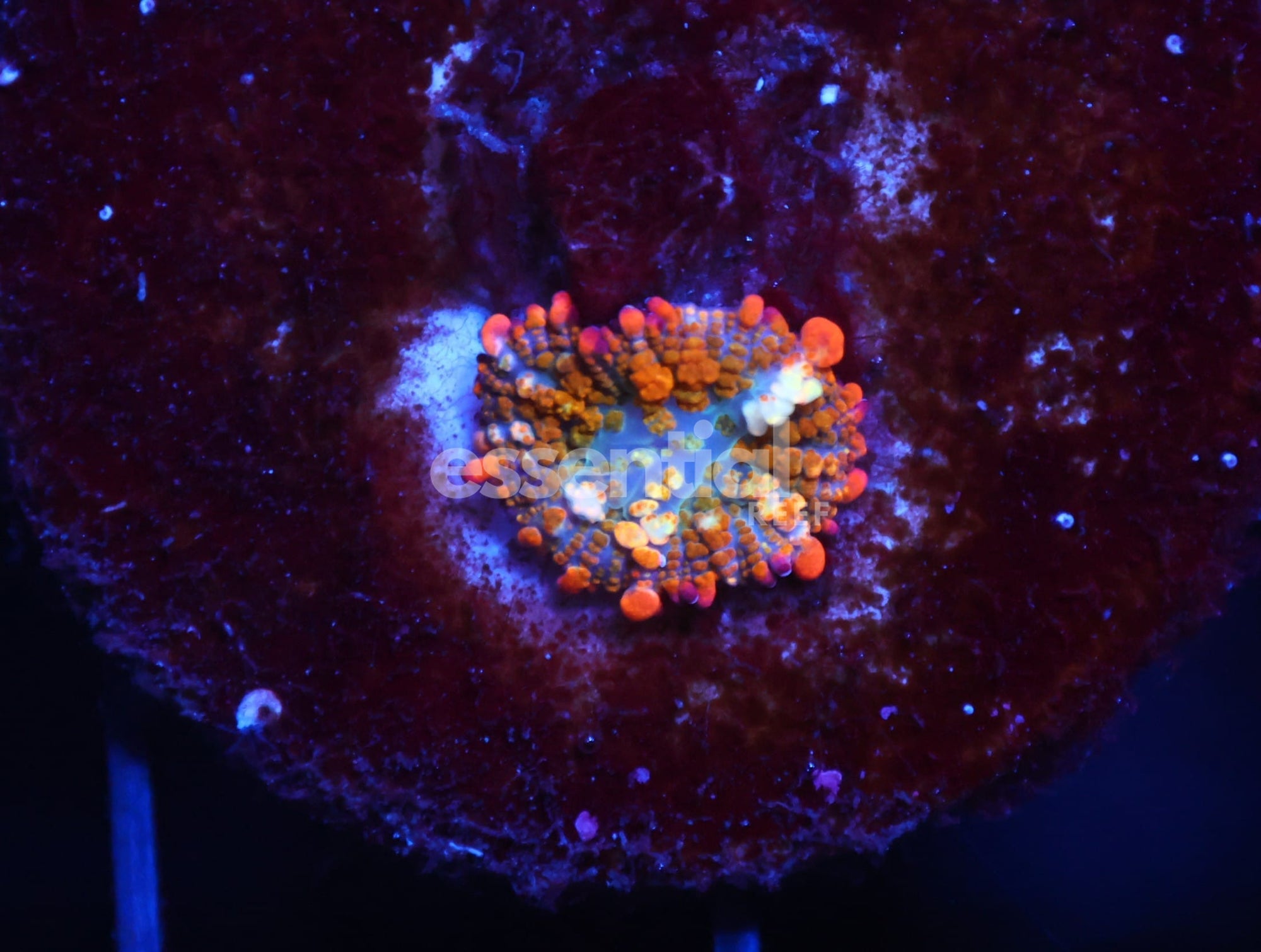 Watermarked - C02 - Ot7 Rainbow Bounce Rhodactis Mushroom Small