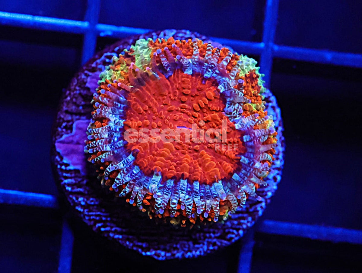 Watermarked - C06 - Captive Spawned Aussie Acan Lord