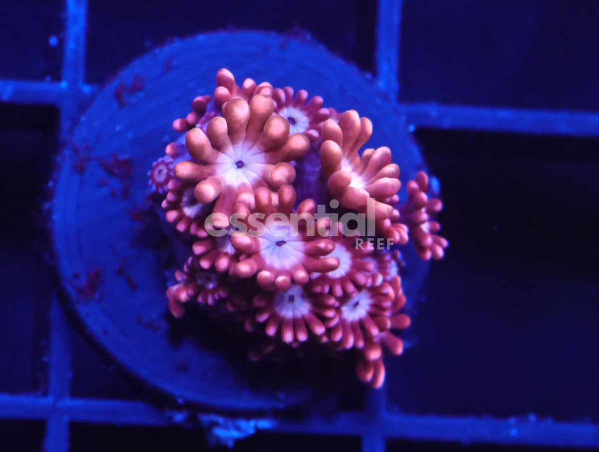 Watermarked - C07 - SDC Red Velvet Alveopora