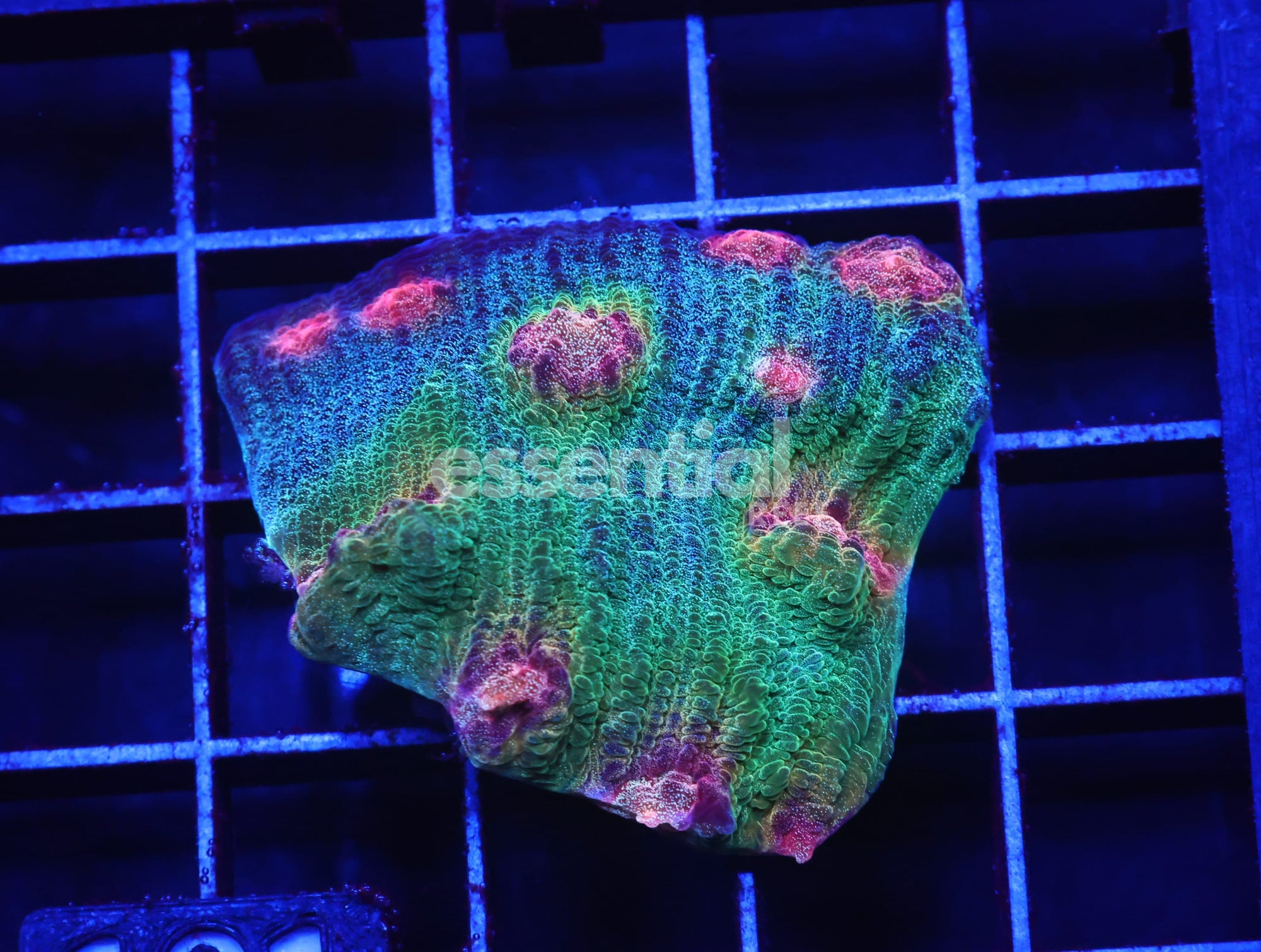 Watermarked - C101 - SDC Big R Weirdo Chalice