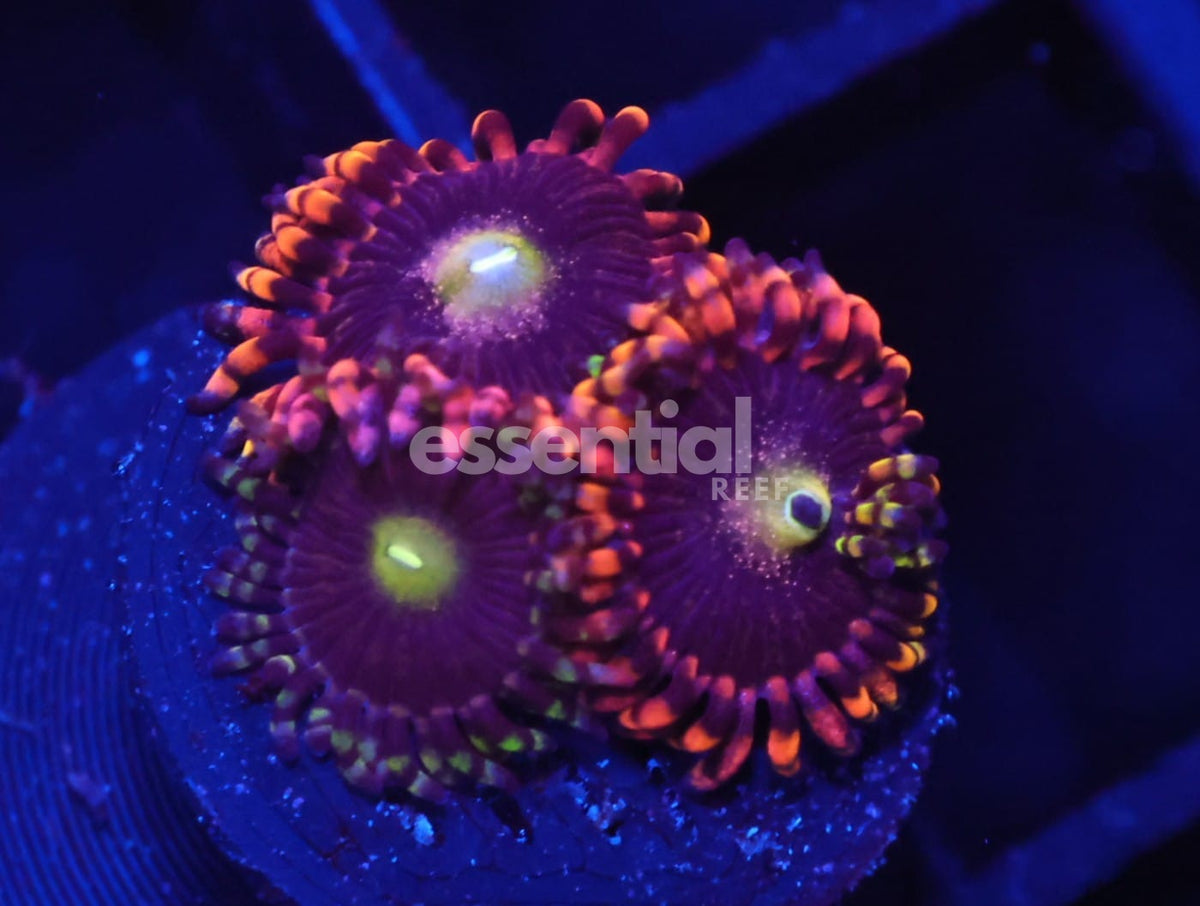 Watermarked - C102 - SDC Antimatter Zoa/Paly (polyp)