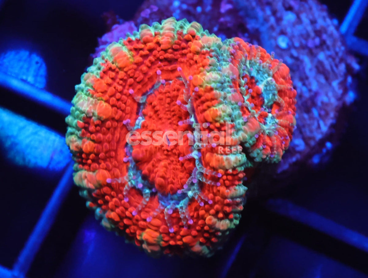Watermarked - C107 - Captive Spawned Trachy