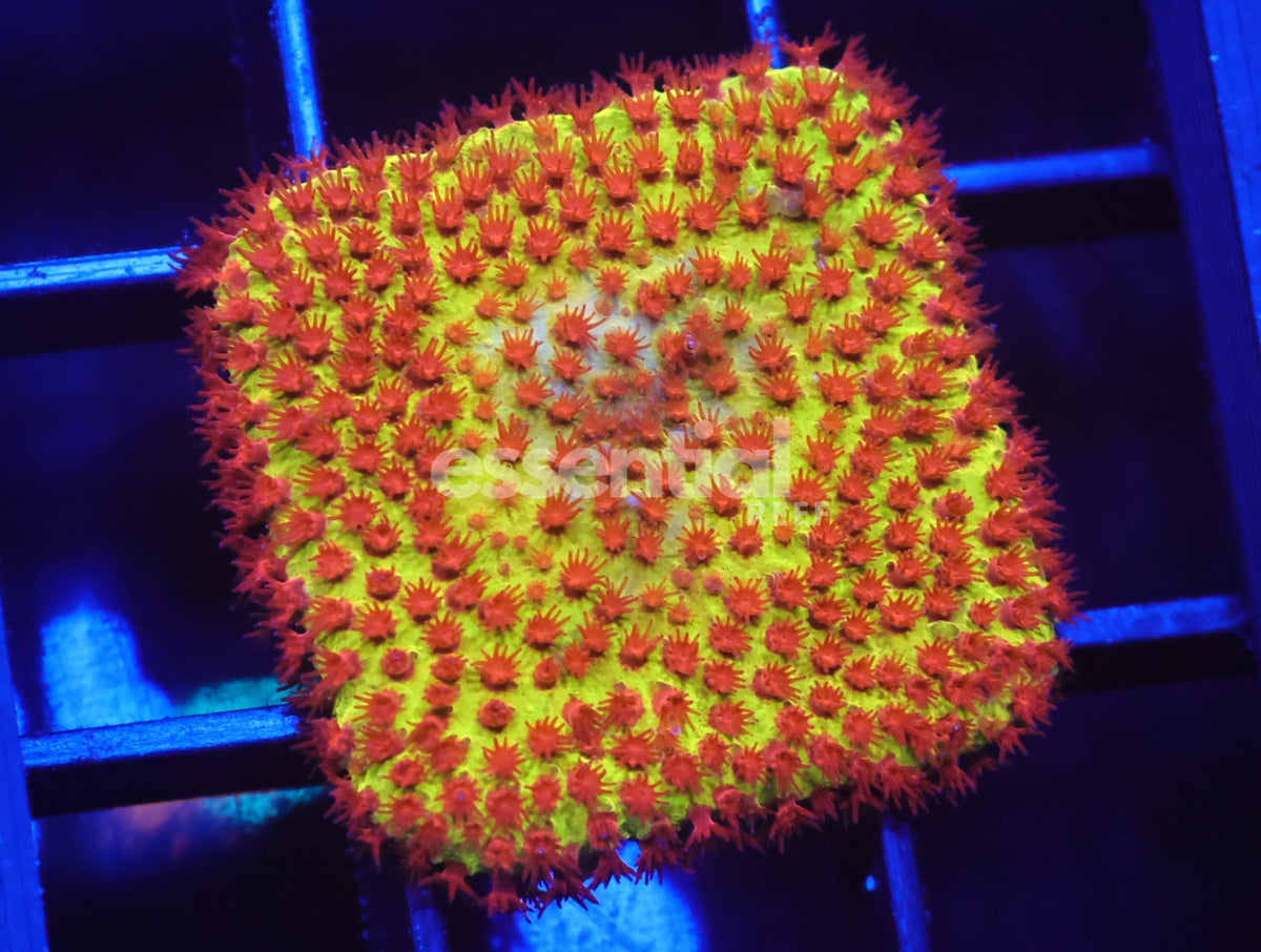 Watermarked - C108 - SDC Burning Banana Stylocoeniella
