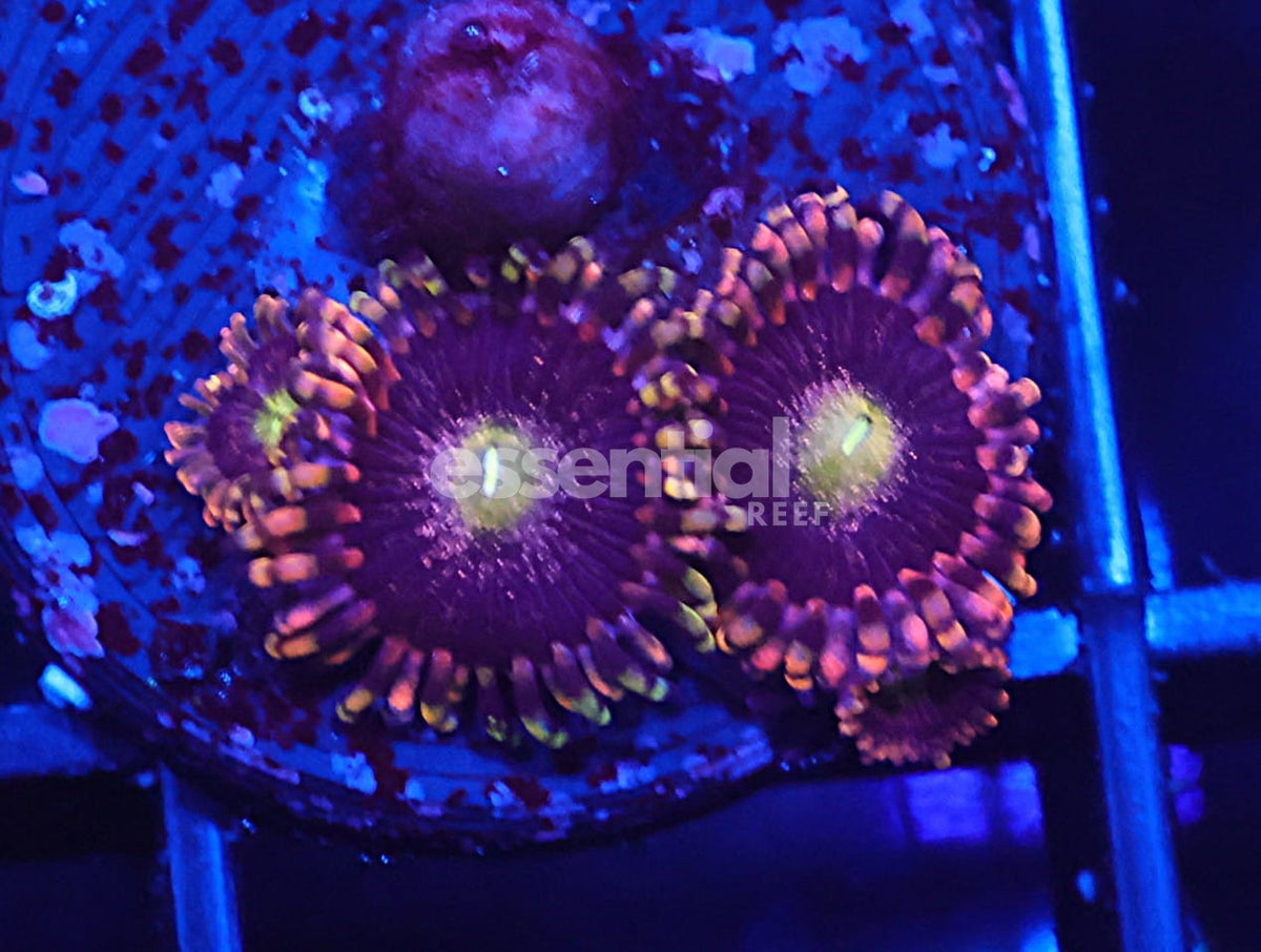 Watermarked - C109 - SDC Antimatter Zoa/Paly (polyp)