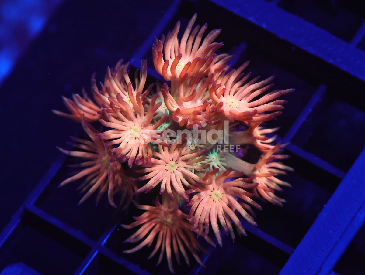 Watermarked - C11 - Amazeballs Goniopora Varient Cultured