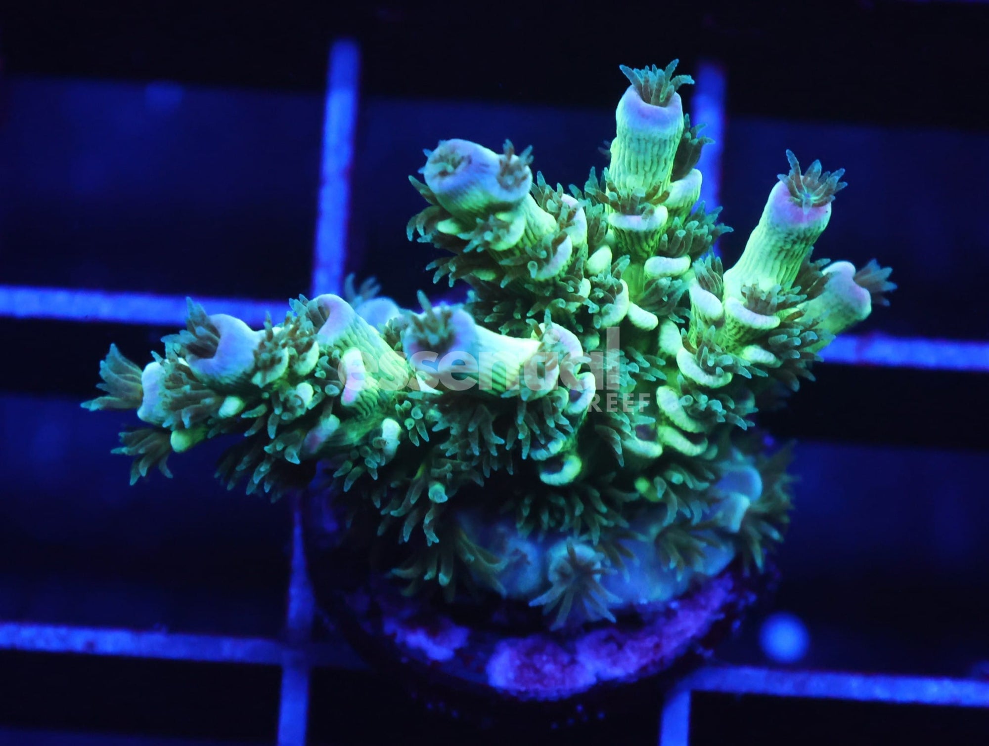 Watermarked - C110 - SDC Acropora Asst. Premium Tenuis