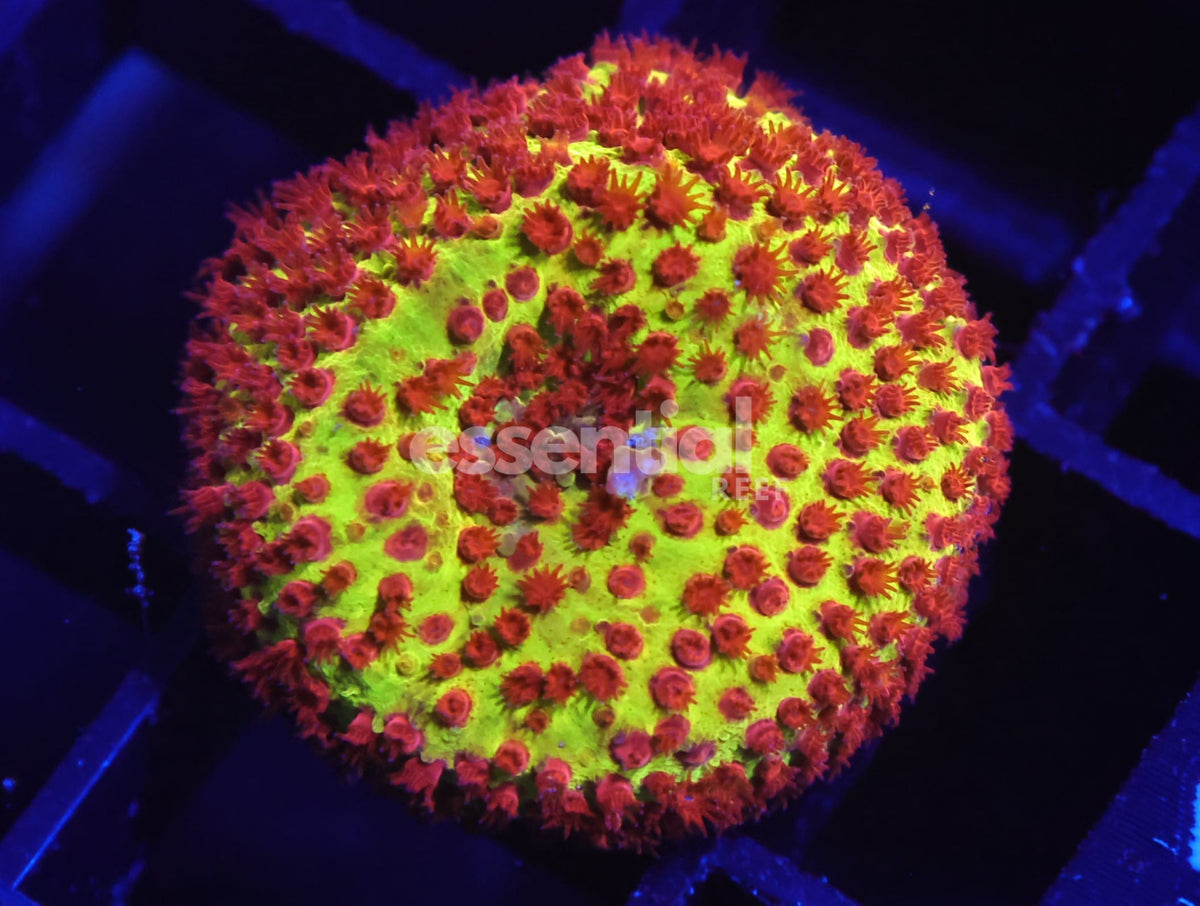 Watermarked - C111 - SDC Burning Banana Stylocoeniella