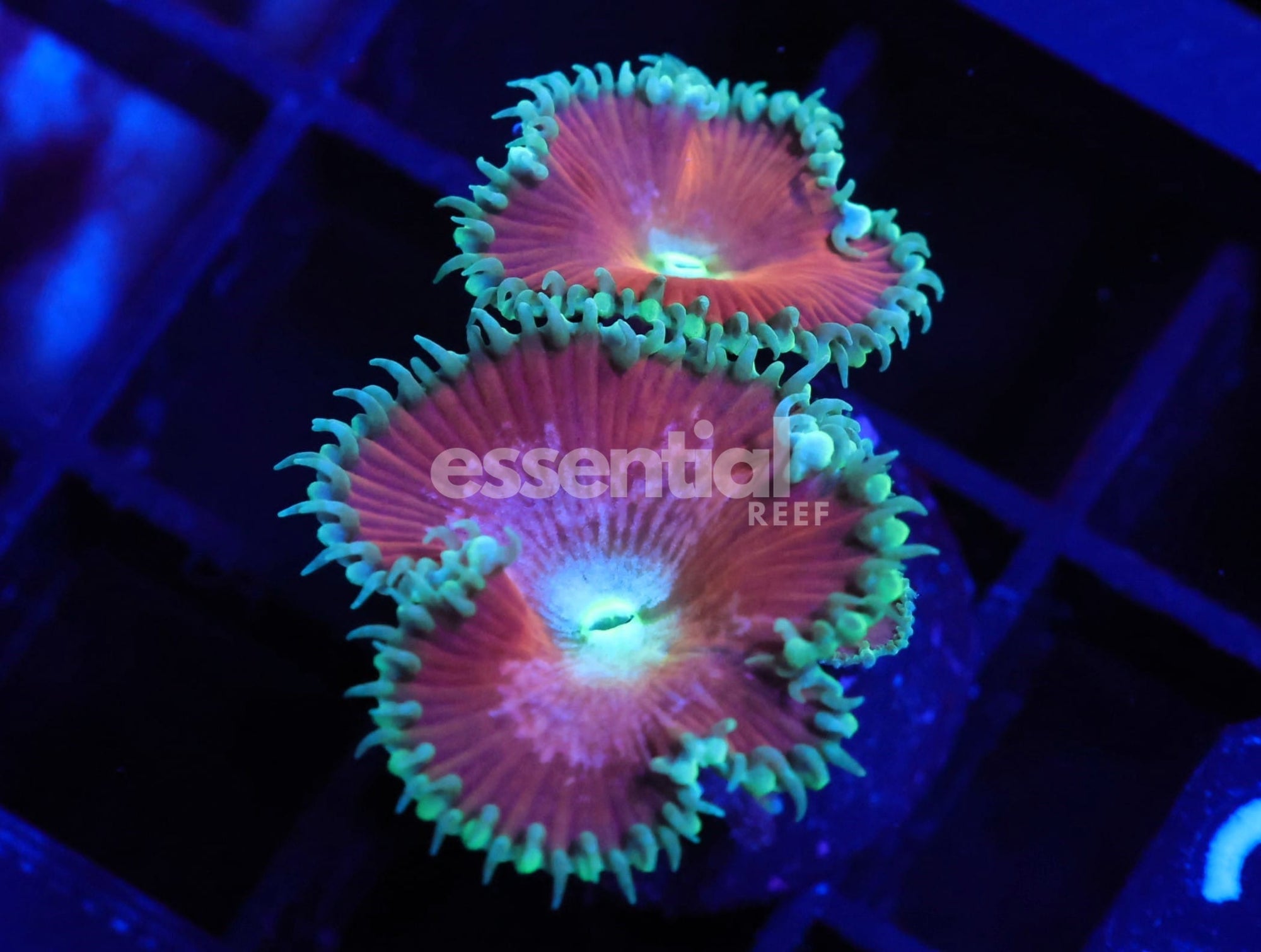 Watermarked - C112 - SDC Red Zepplin Zoa/Paly