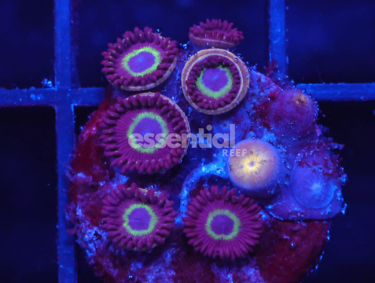 Watermarked - C116 - SDC Graphite Hornet Zoa/Paly