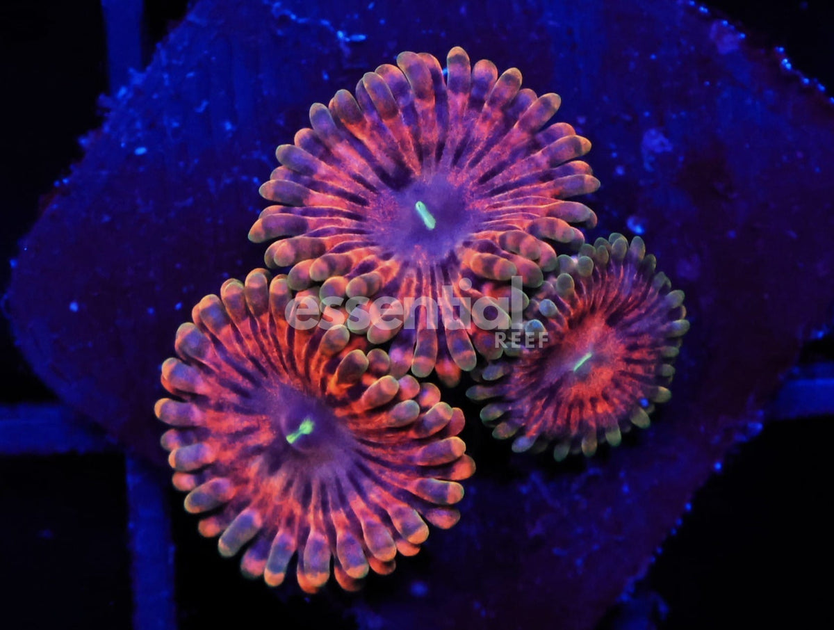 Watermarked - C117 - SDC Fairy Fart Zoa