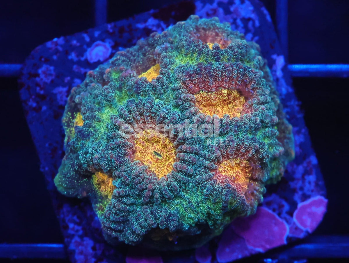 Watermarked - C121 - SDC Aztec Queen Favia