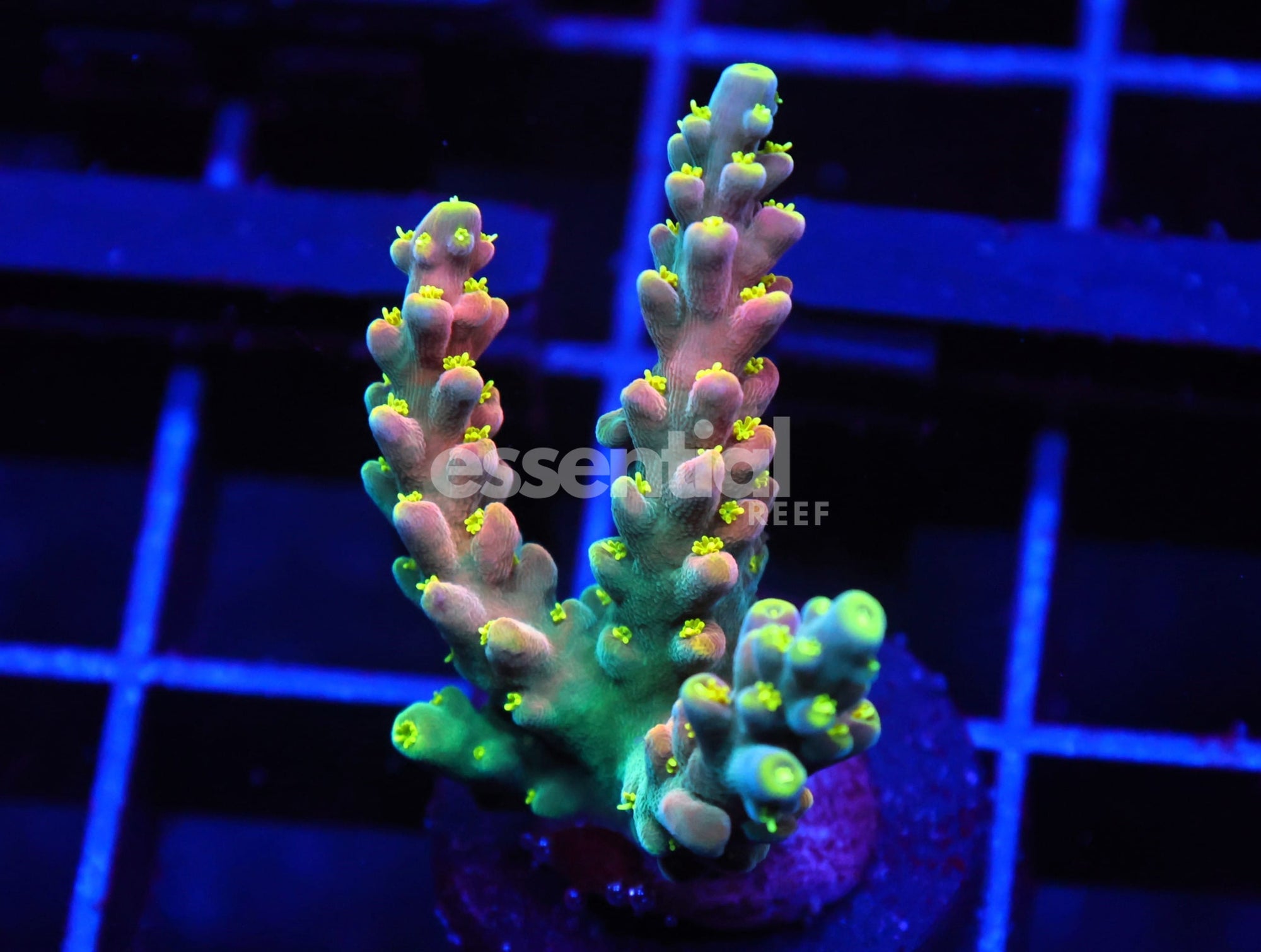 Watermarked - C122 - SDC Mic Drop Acro