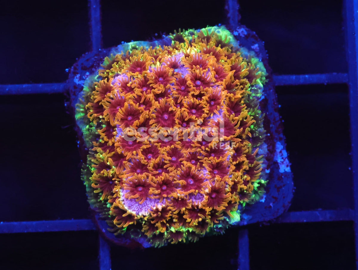 Watermarked - C124 - SDC Skittles Bomb Cyphastrea