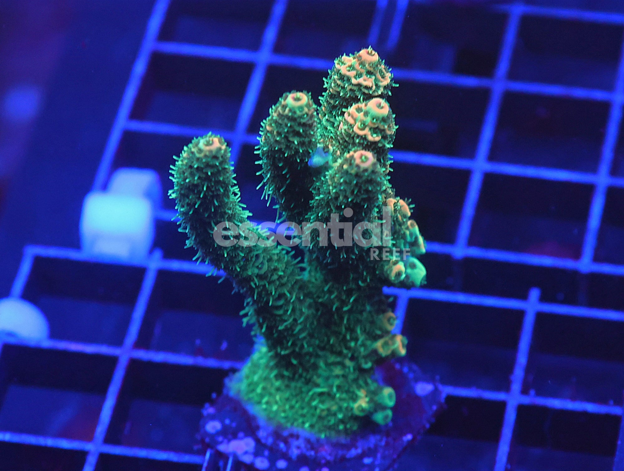 Watermarked - C128 - SDC Acropora Asst. Premium