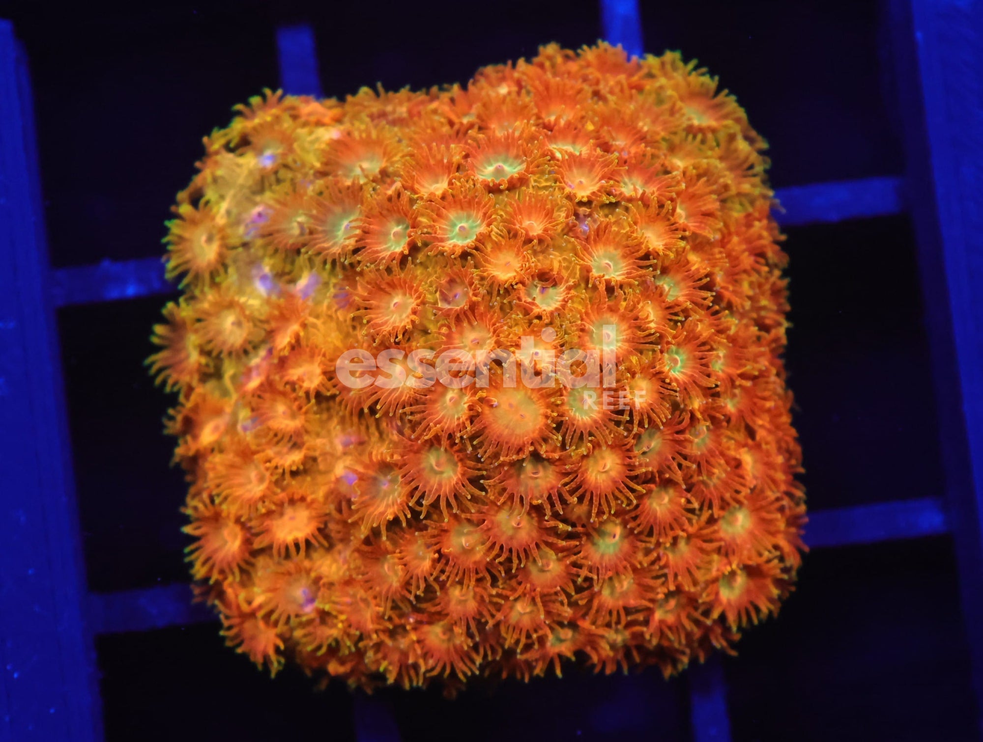 Watermarked - C129 - SDC Citrus Swirl Cyphastrea