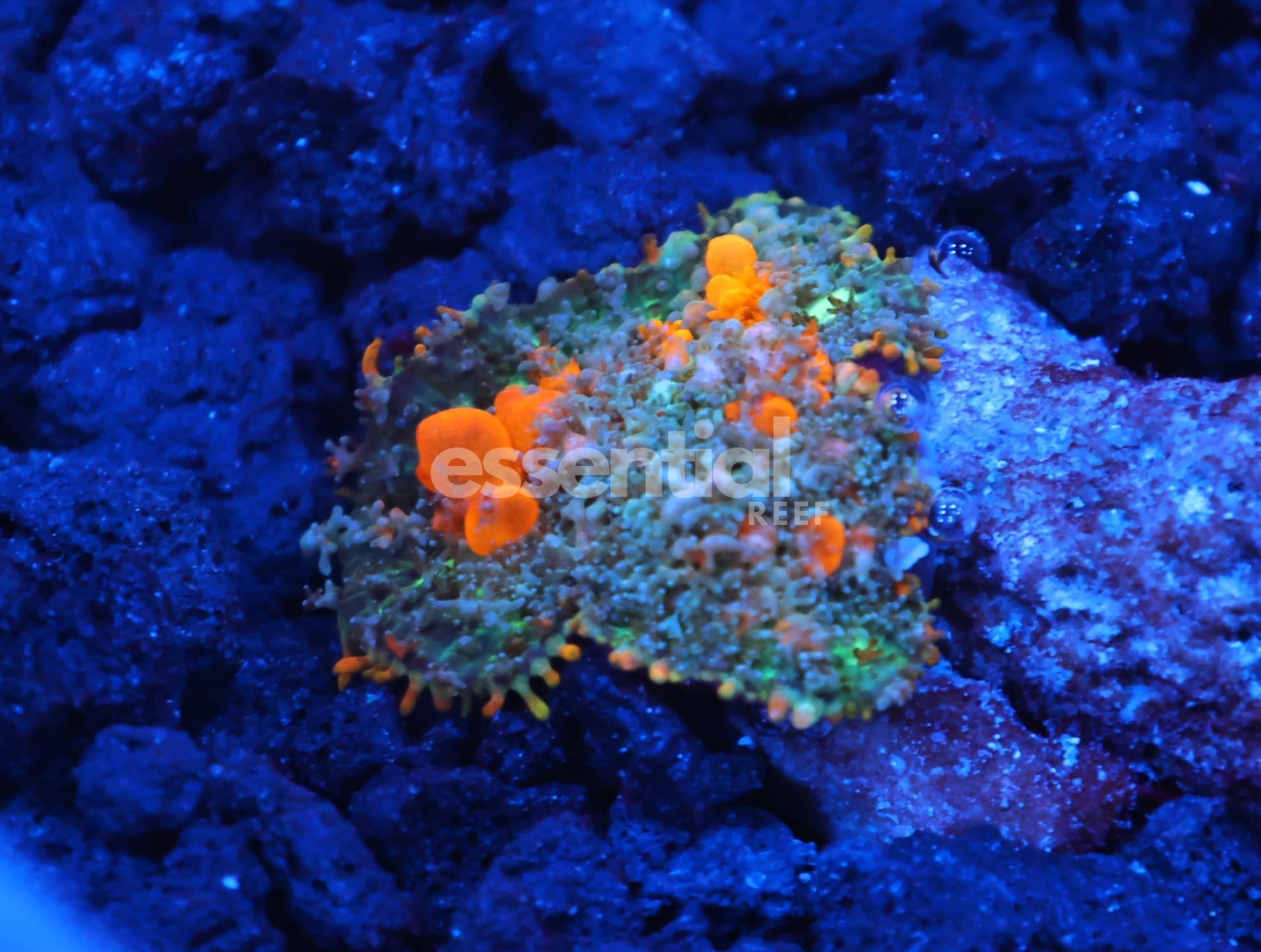 Watermarked - C133 - WWC SUNKIST BOUNCE RHODACTIS