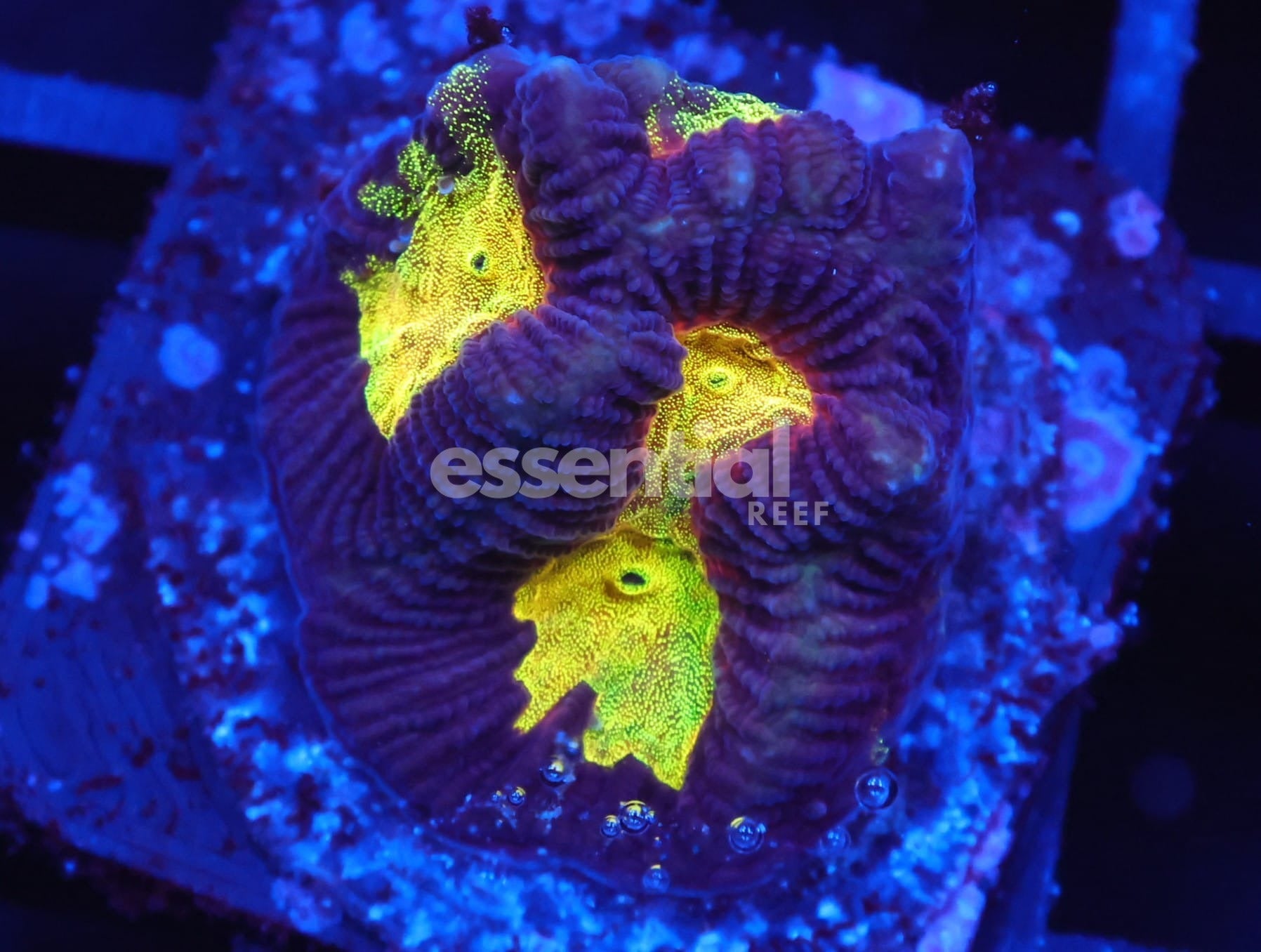 Watermarked - C135 - SDC Lightening Storm Platy