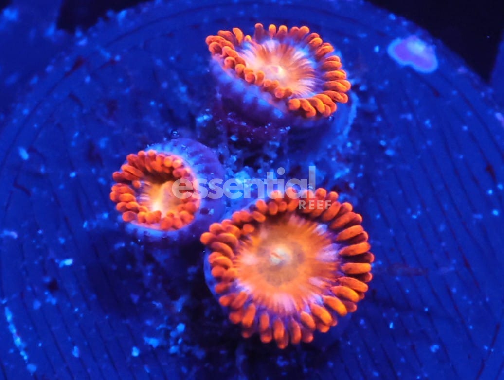 Watermarked - C139 - SDC Tiger King Zoa/Paly