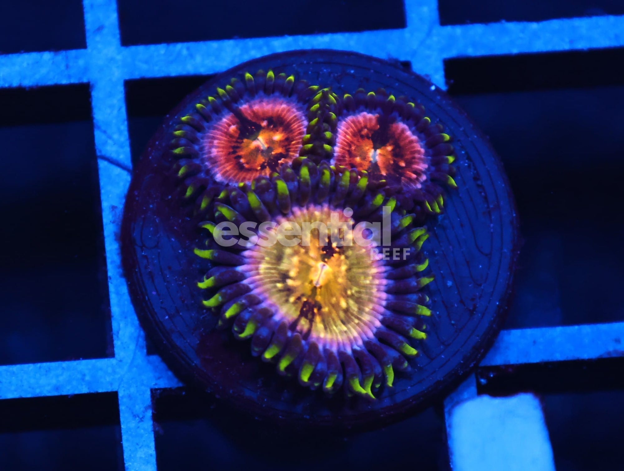 Watermarked - C14 - SDC NIRVANA ZOA/PALY