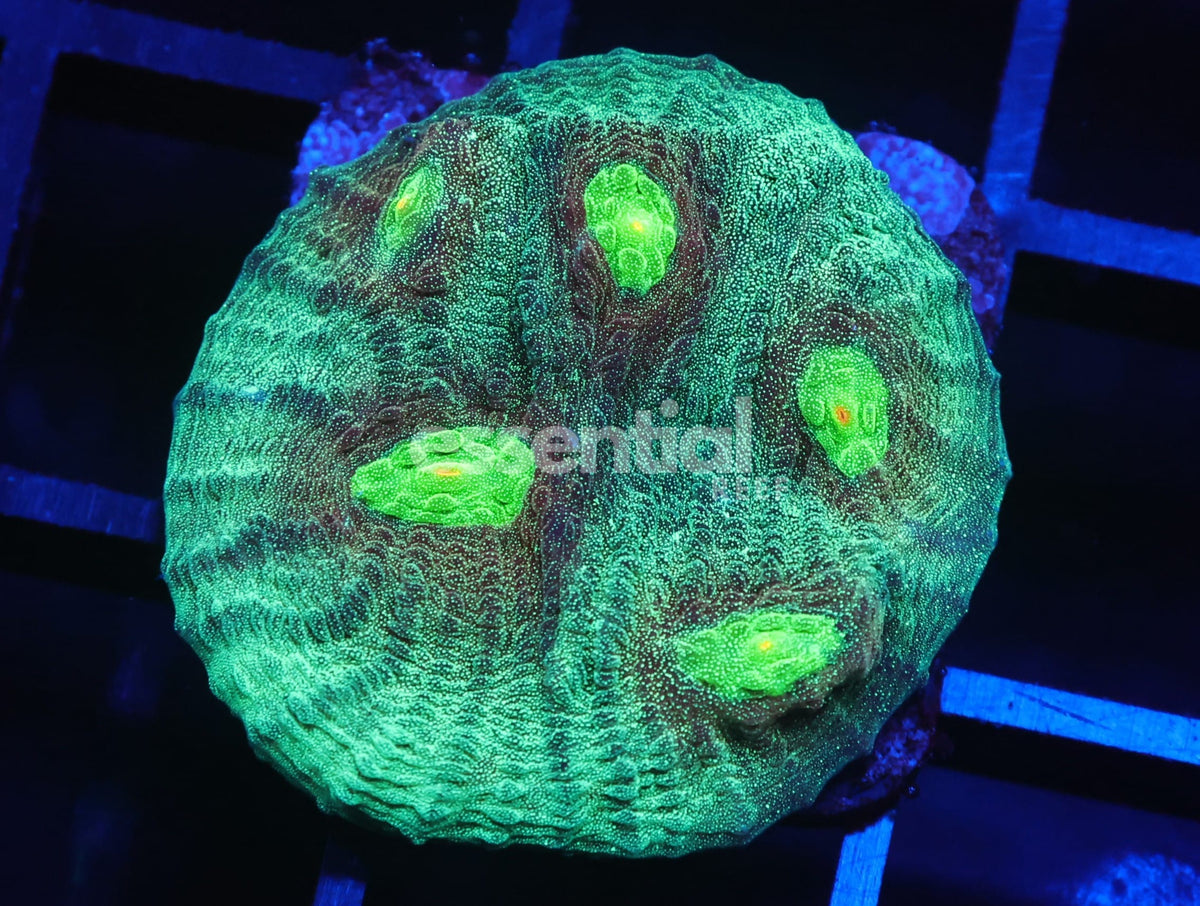 Watermarked - C140 - SDC Crop Circles Chalice