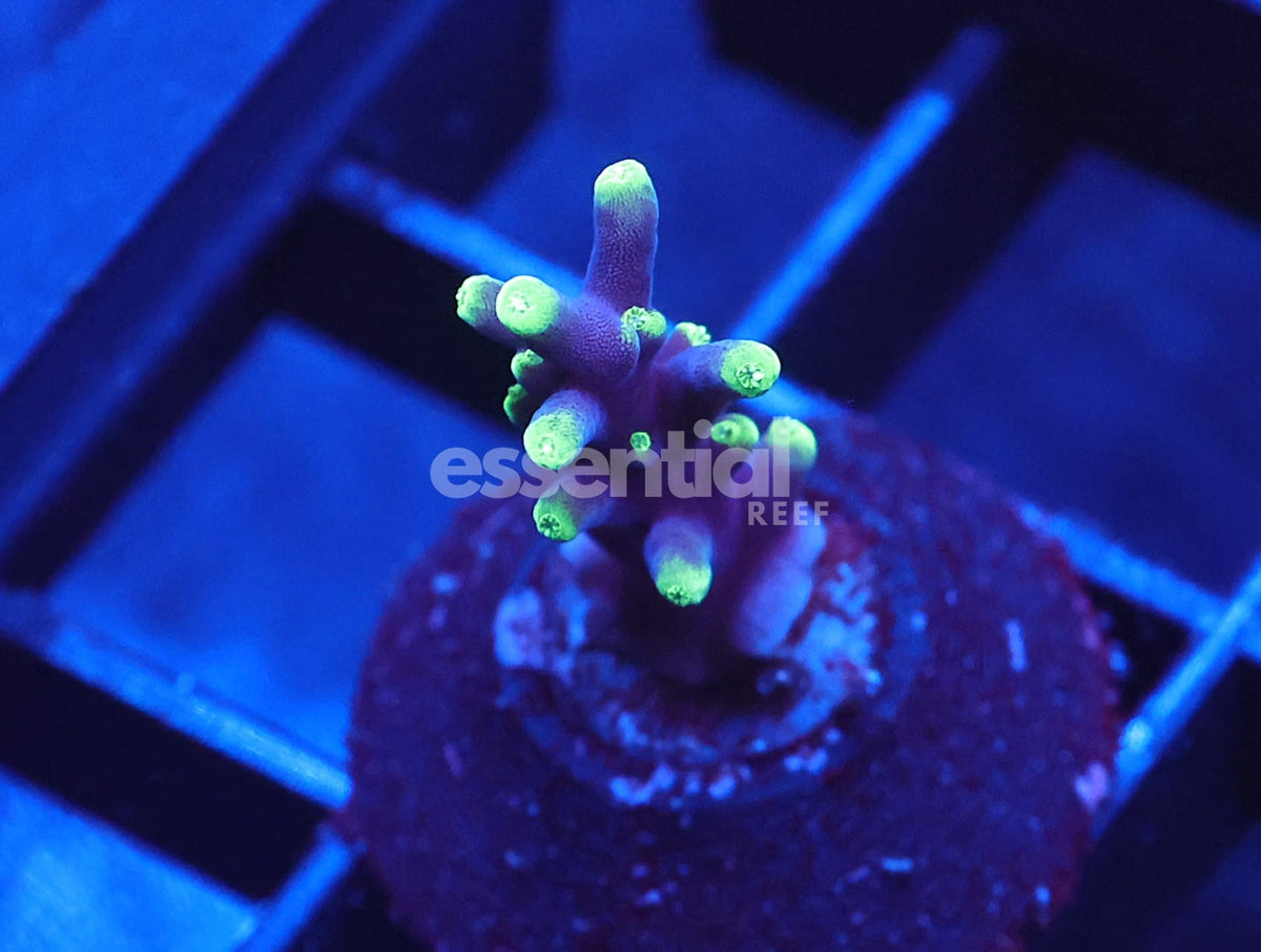 Watermarked - C141 - SDC Hawkins Echinata Acro