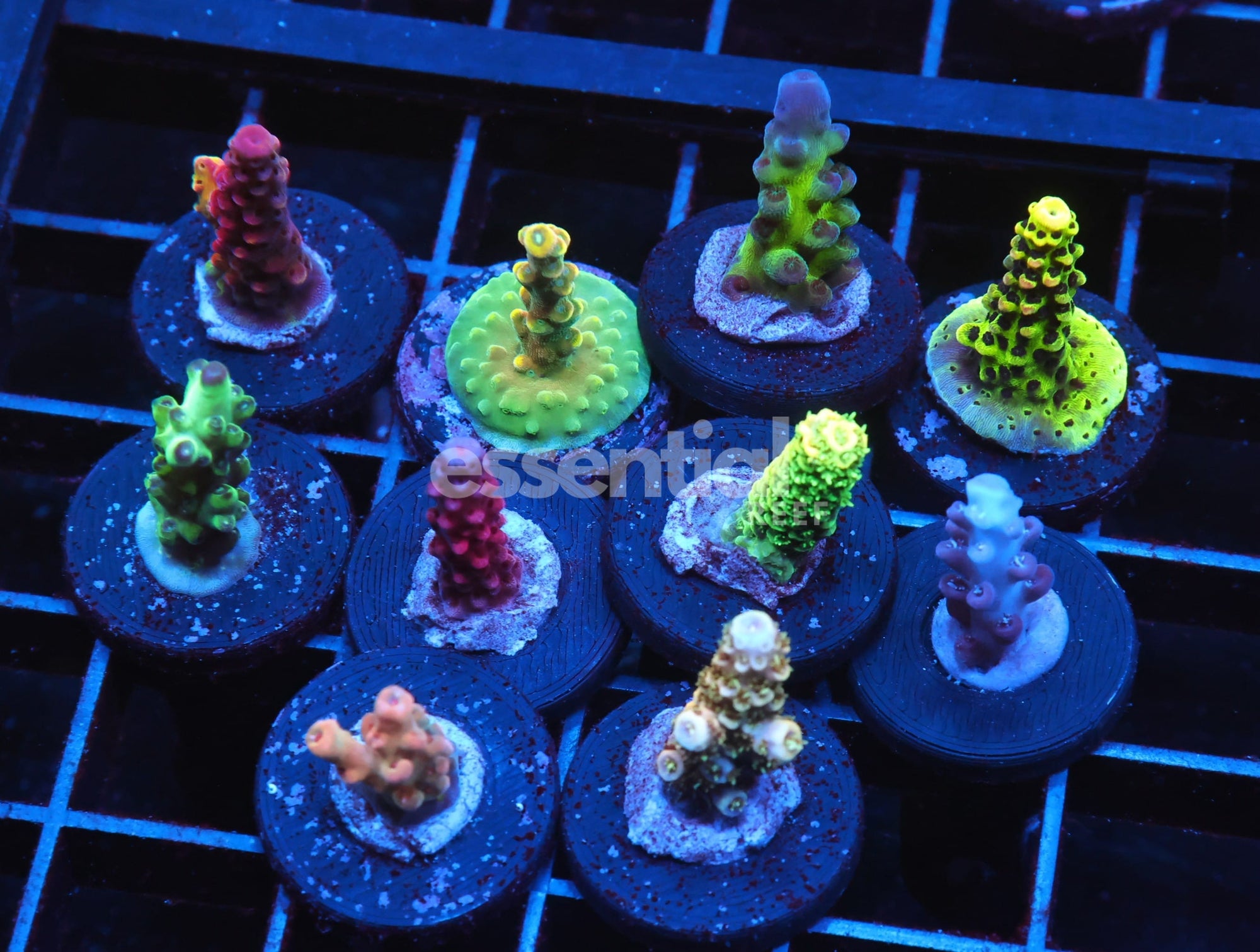 Watermarked - C142 - SDC ACROPORA PACK 10 PC