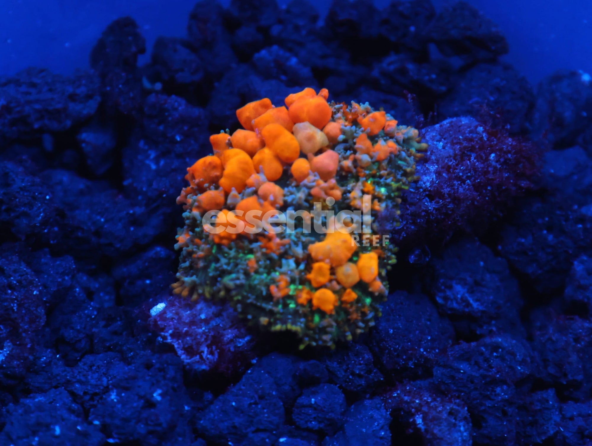 Watermarked - C144 - WWC SUNKIST BOUNCE RHODACTIS