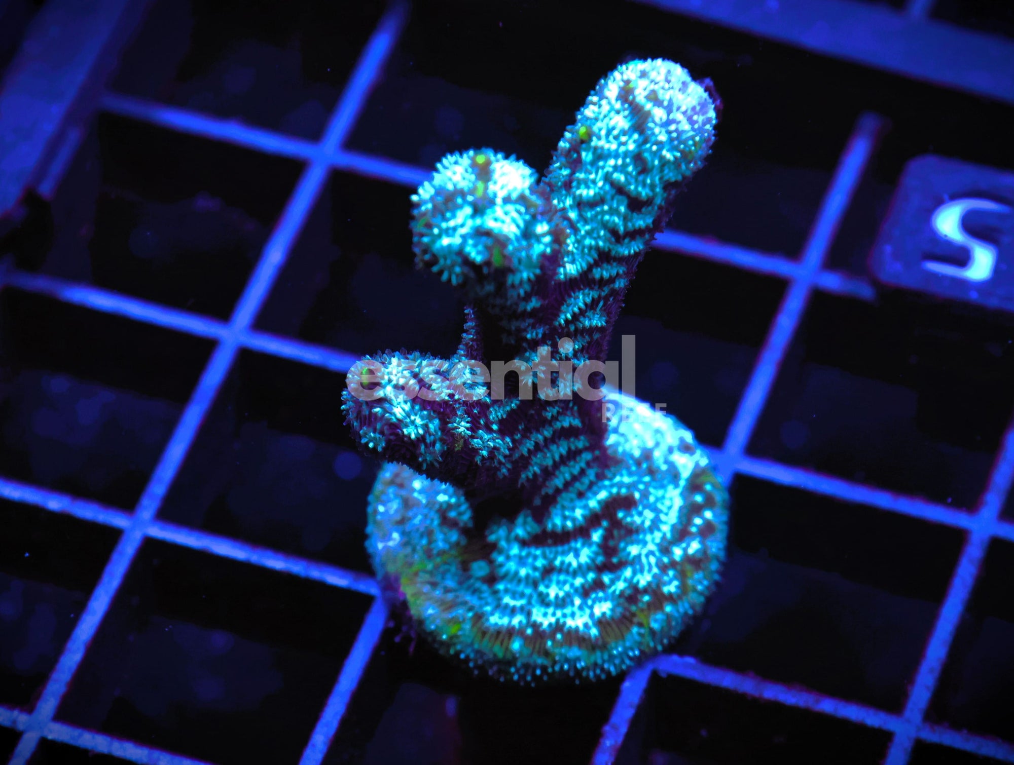 Watermarked - C145 - SDC MR FREEZE LEPTOSERIS - ANTLERS