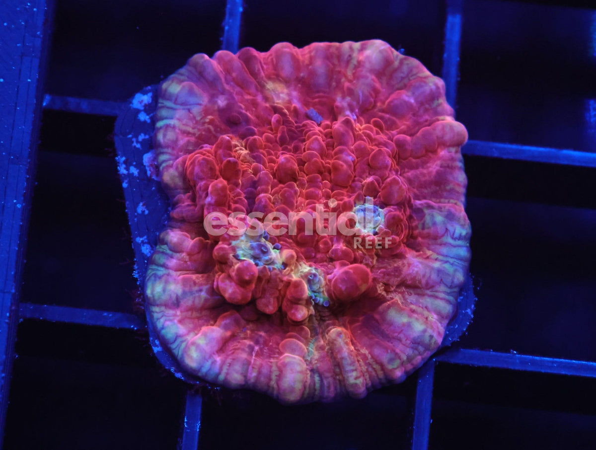Watermarked - C148 - SDC Love Potion Chalice