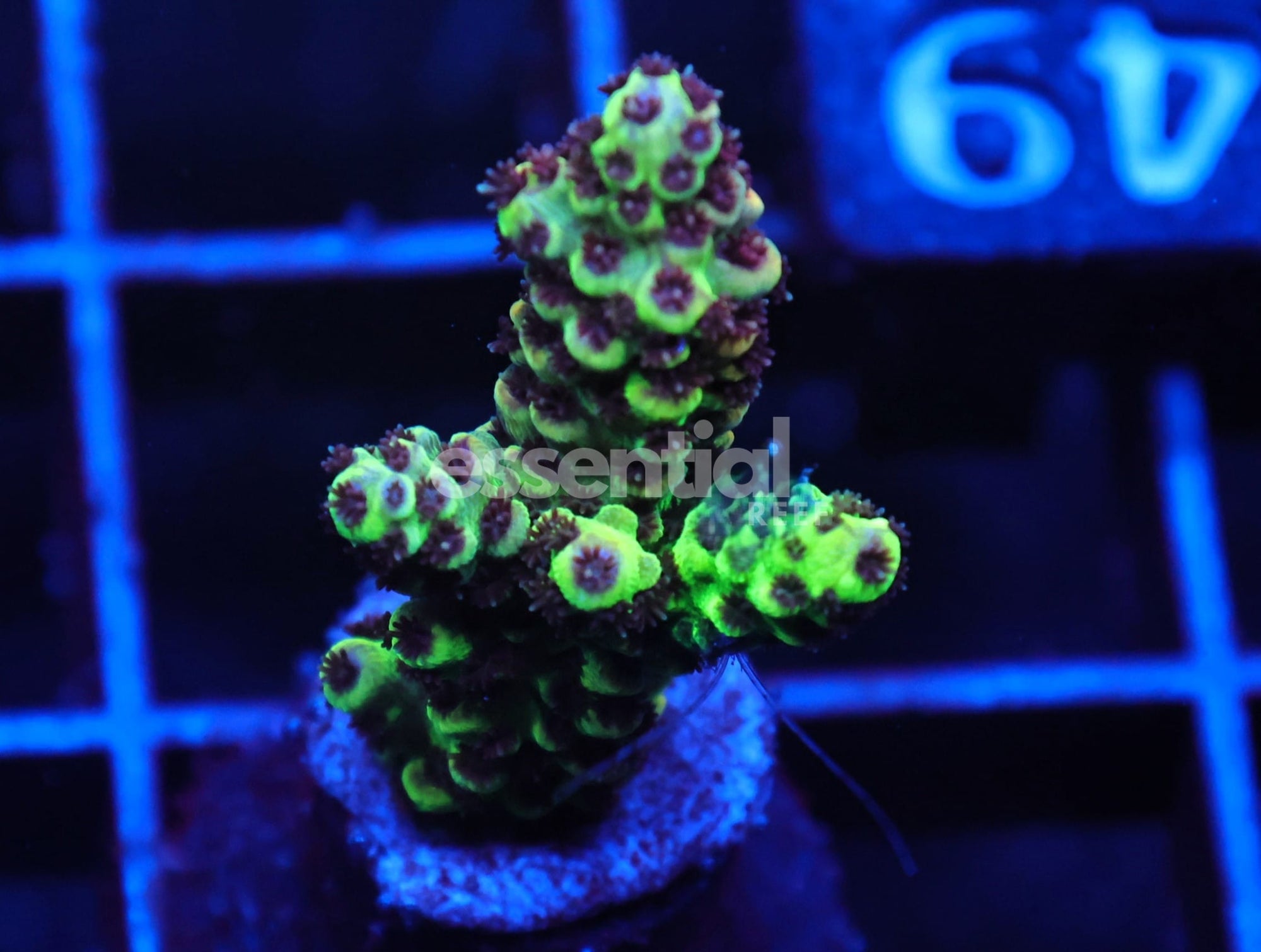 Watermarked - C149 - SDC Acropora Asst. Premium