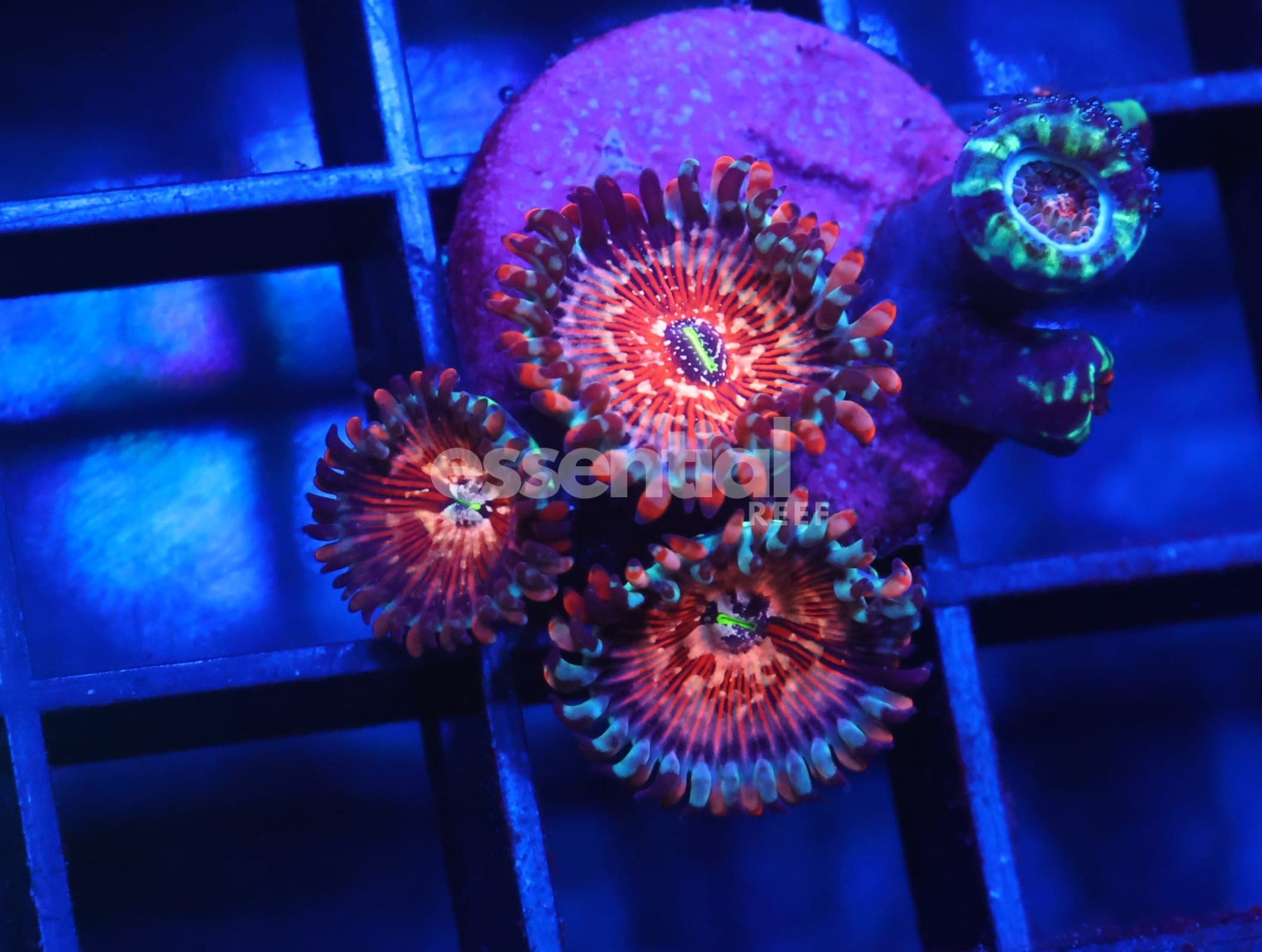 Watermarked - C15 - SDC WHITE ZOMBIE ZOA/PALY (POLYP)