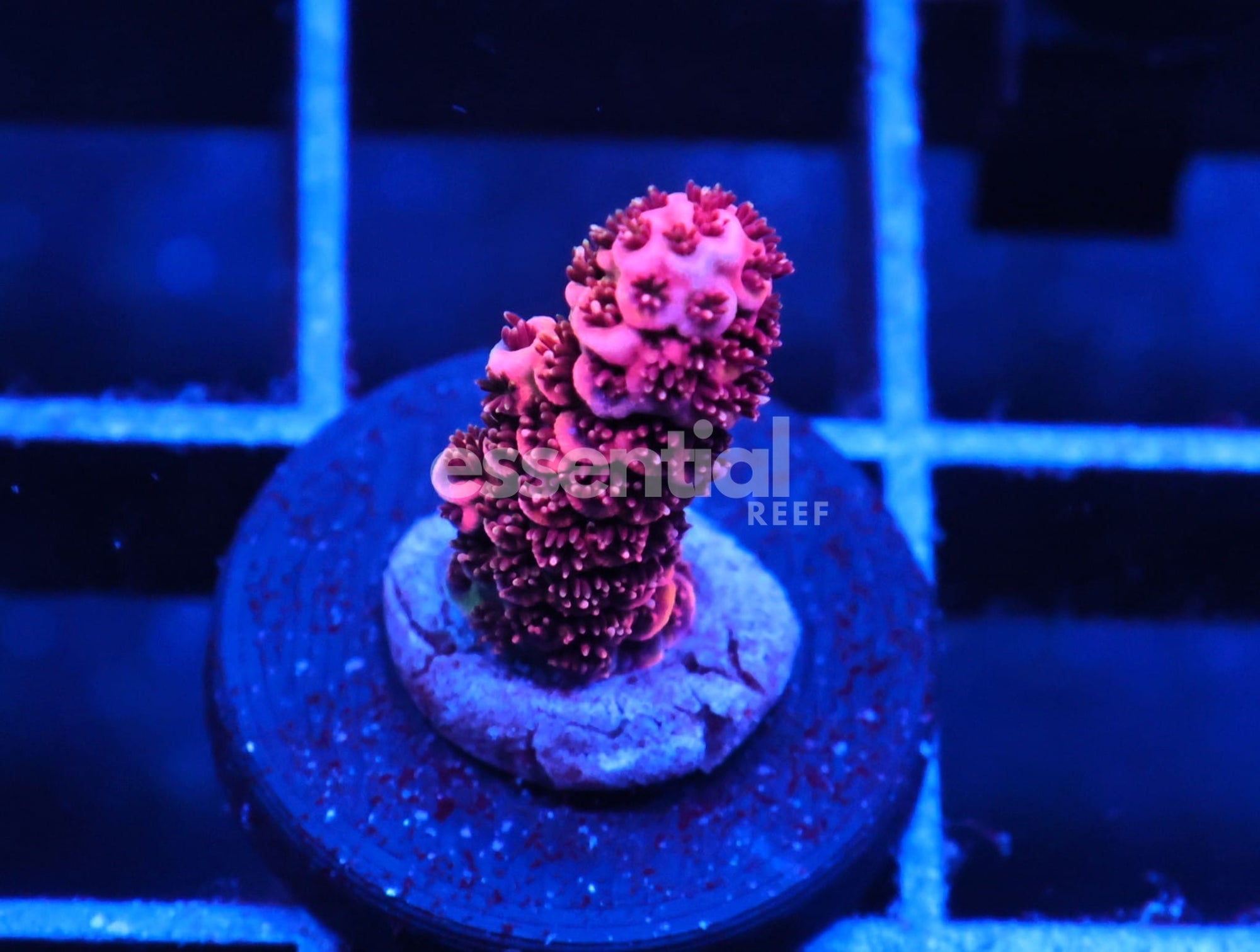 Watermarked - C151 - SDC SIDESHOW BOB ACRO