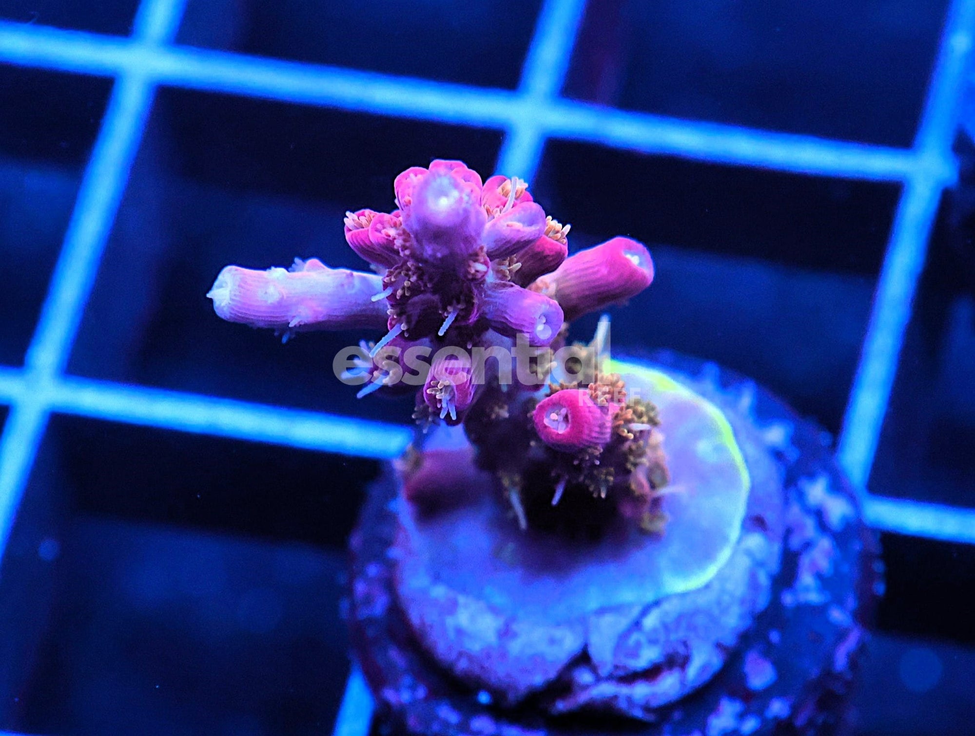 Watermarked - C152 - SDC TWISTED SISTER ACRO