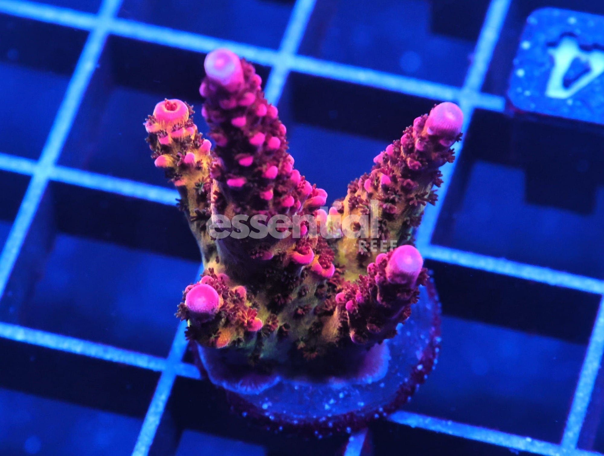 Watermarked - C154 - SDC RAINBOW ROMMELS ACRO L-XL FRAG