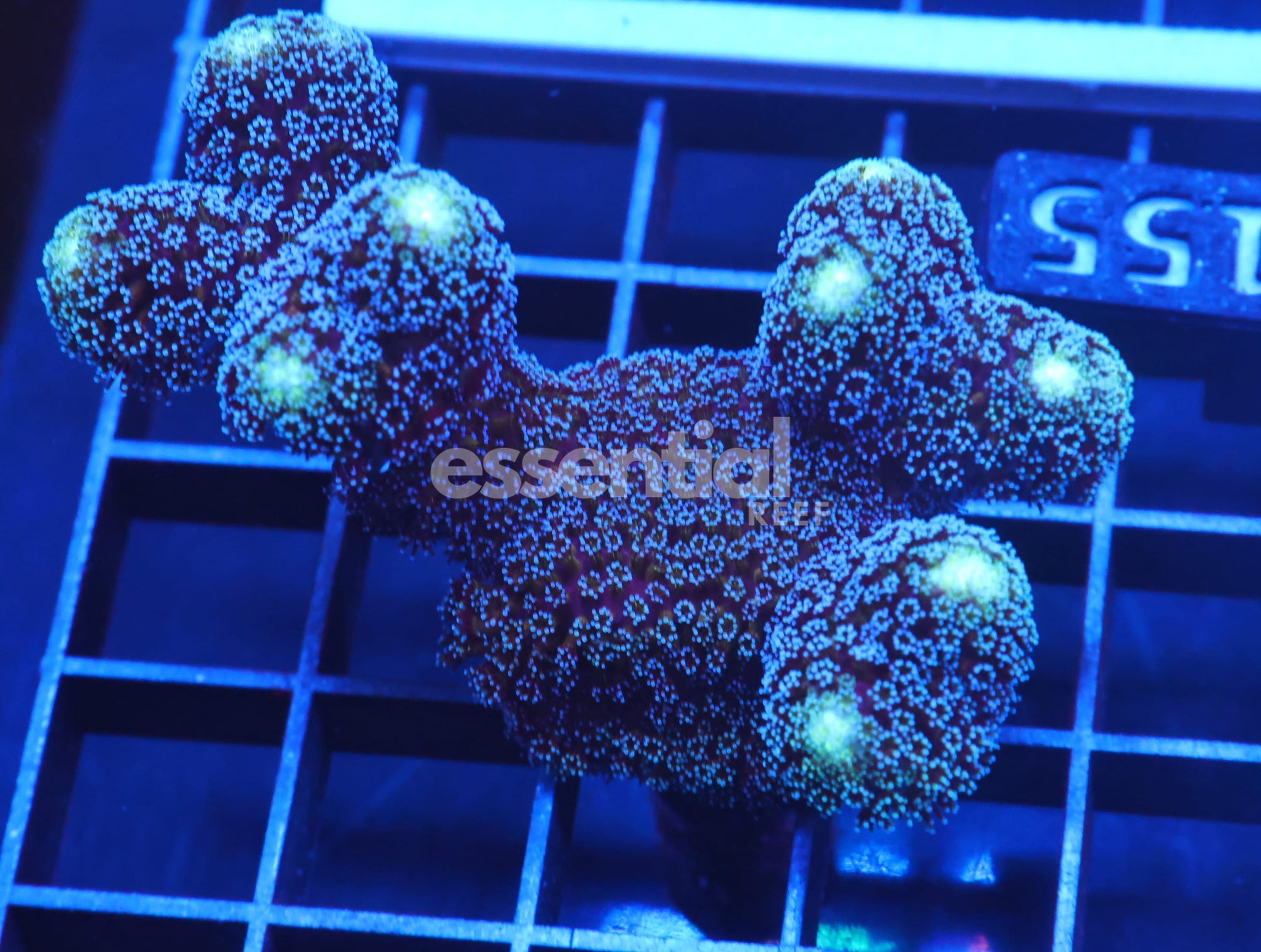 Watermarked - C155 - SDC PURPLE MILKA STYLOPHORA LG-XL